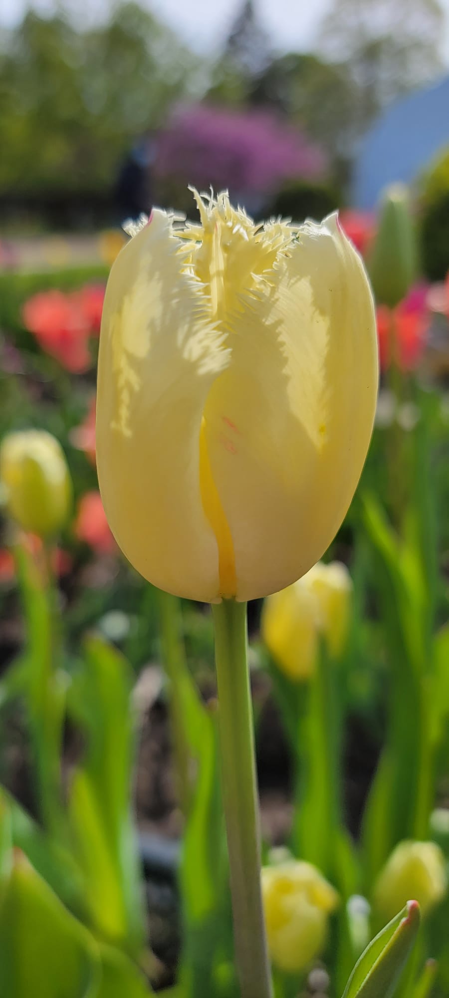 Tulip