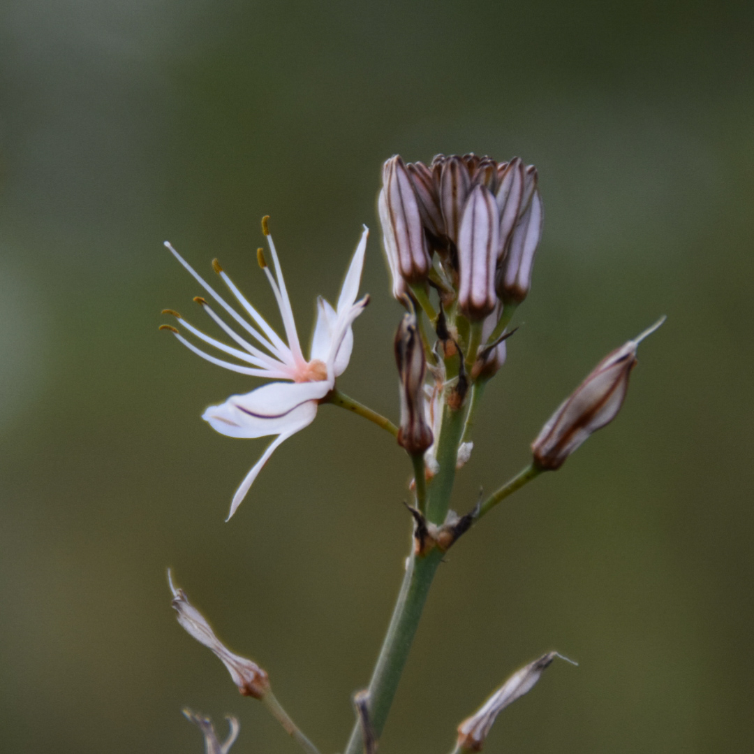 Asphodelus Ramosus