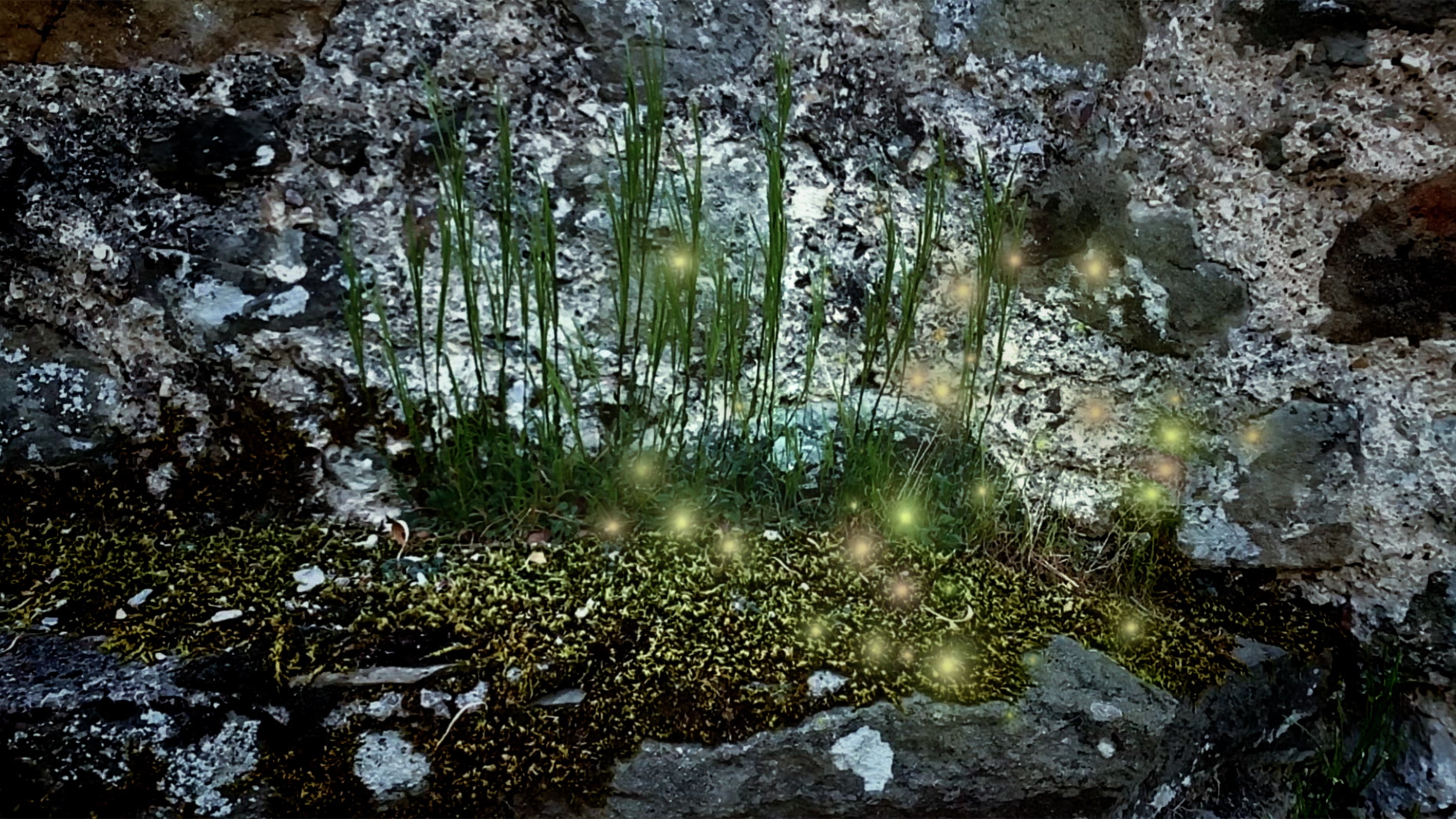 Fiammelle | Grass Harp