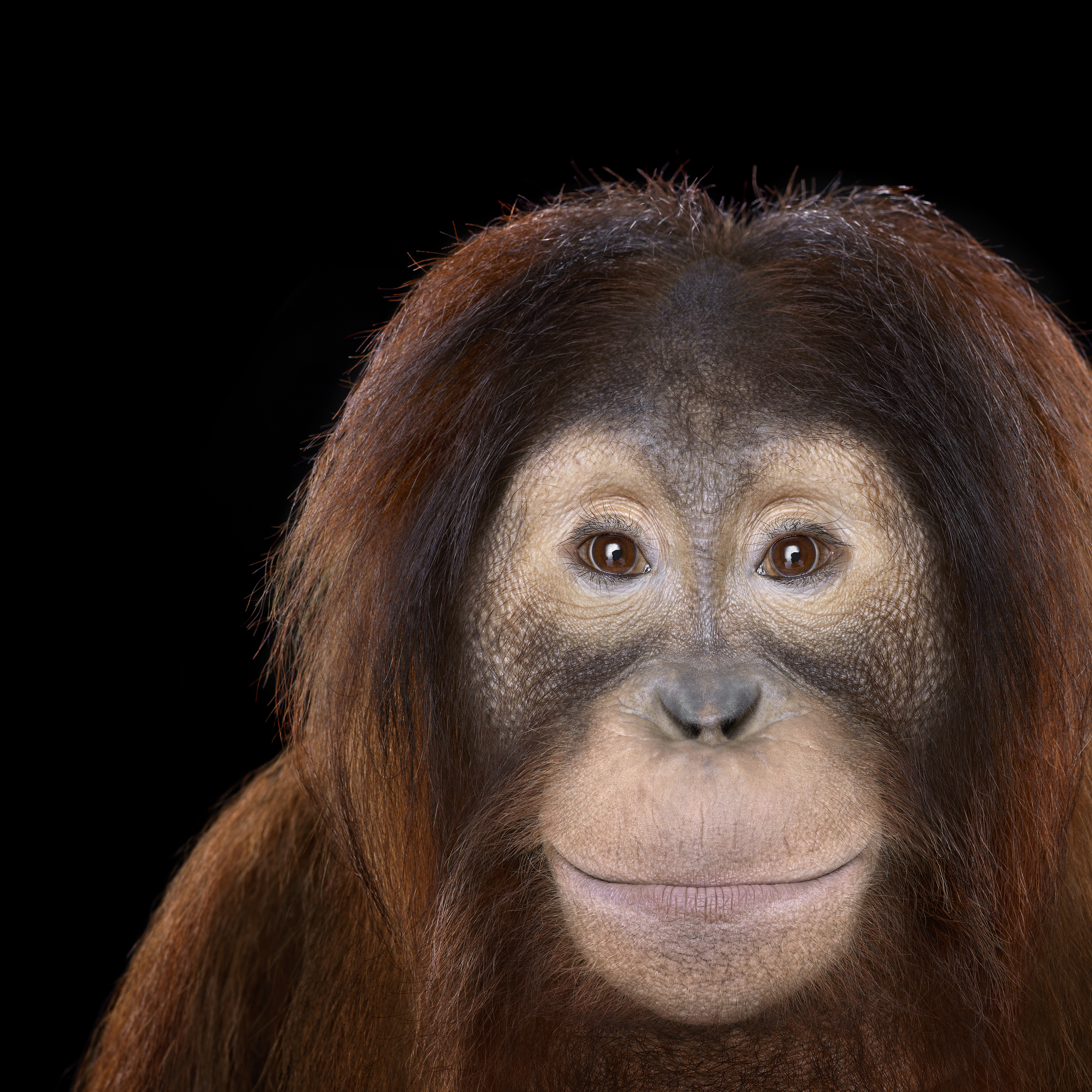 ORANGUTAN