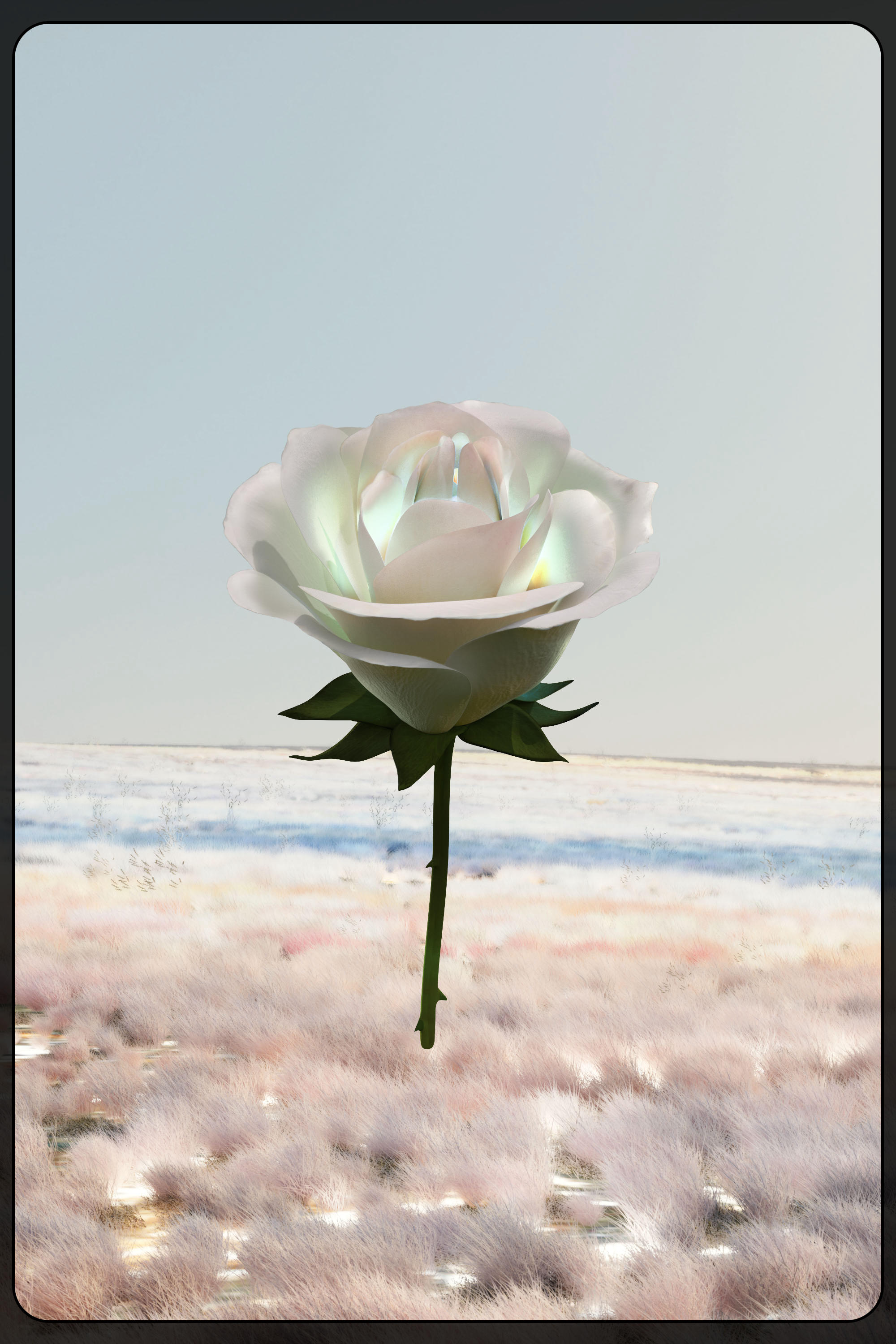 Eternal Rose 41