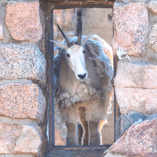 Balance #06 Mountain Goat