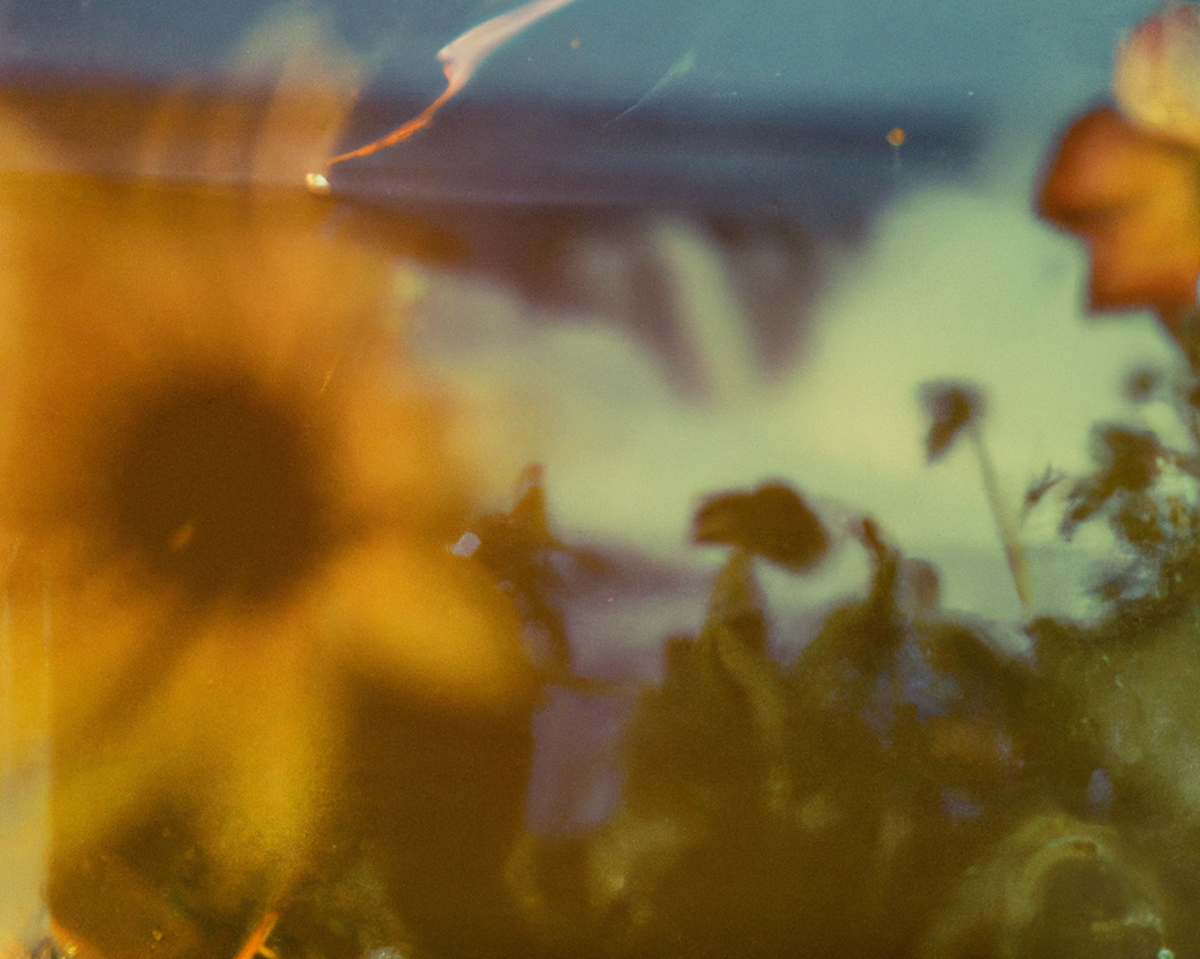 Tsunflower Chaos #170