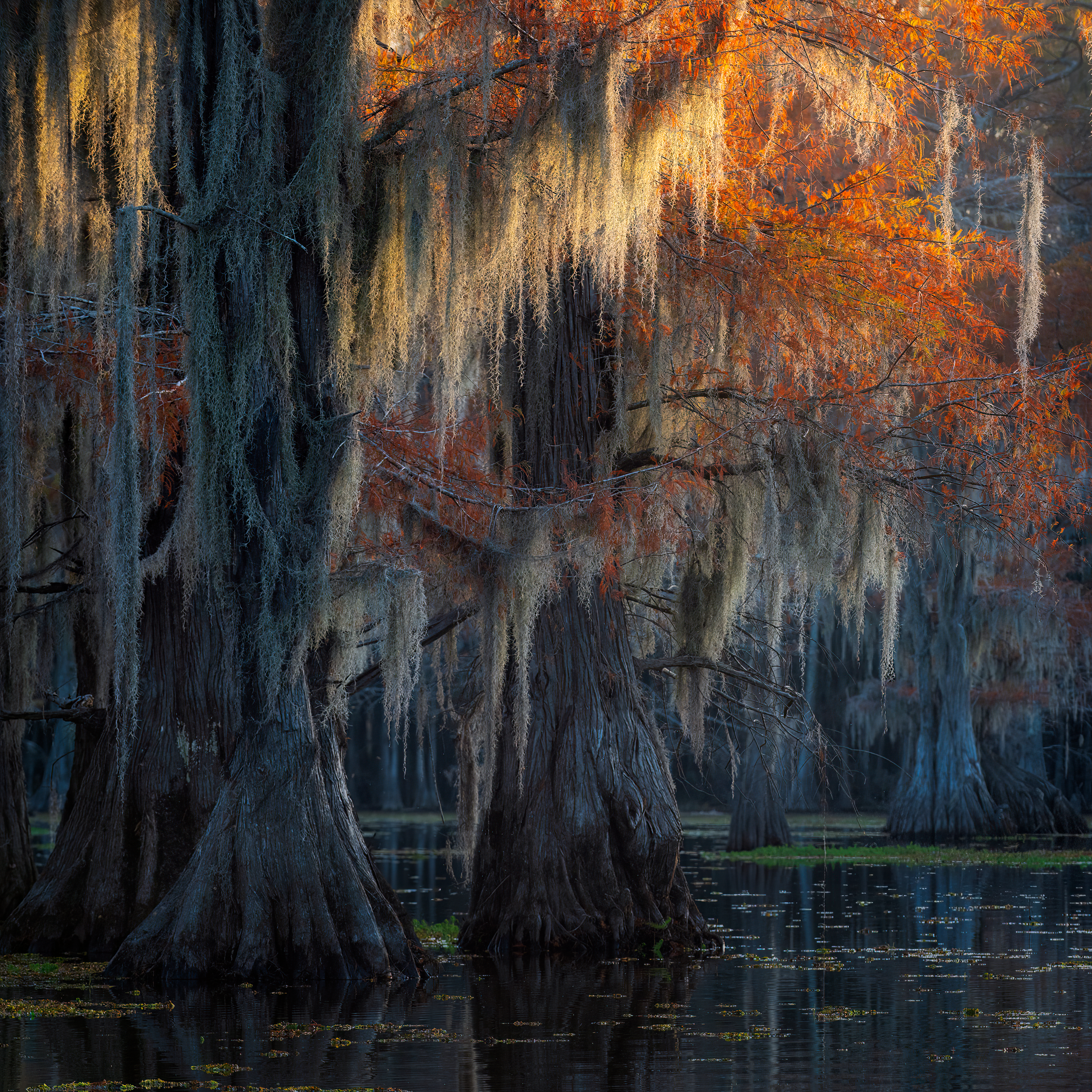 Light of the Bayou