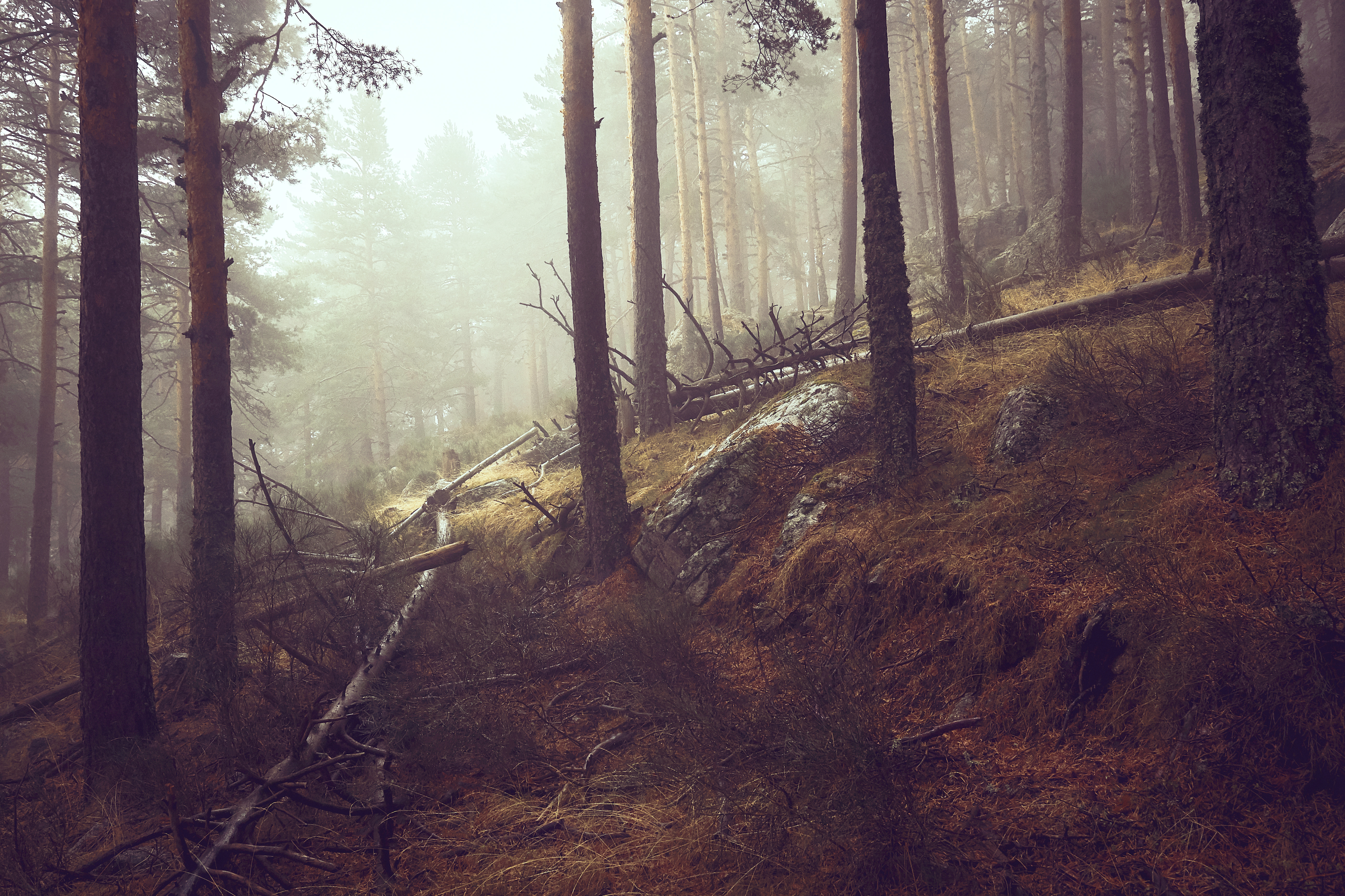 WOLF LAND. The Path