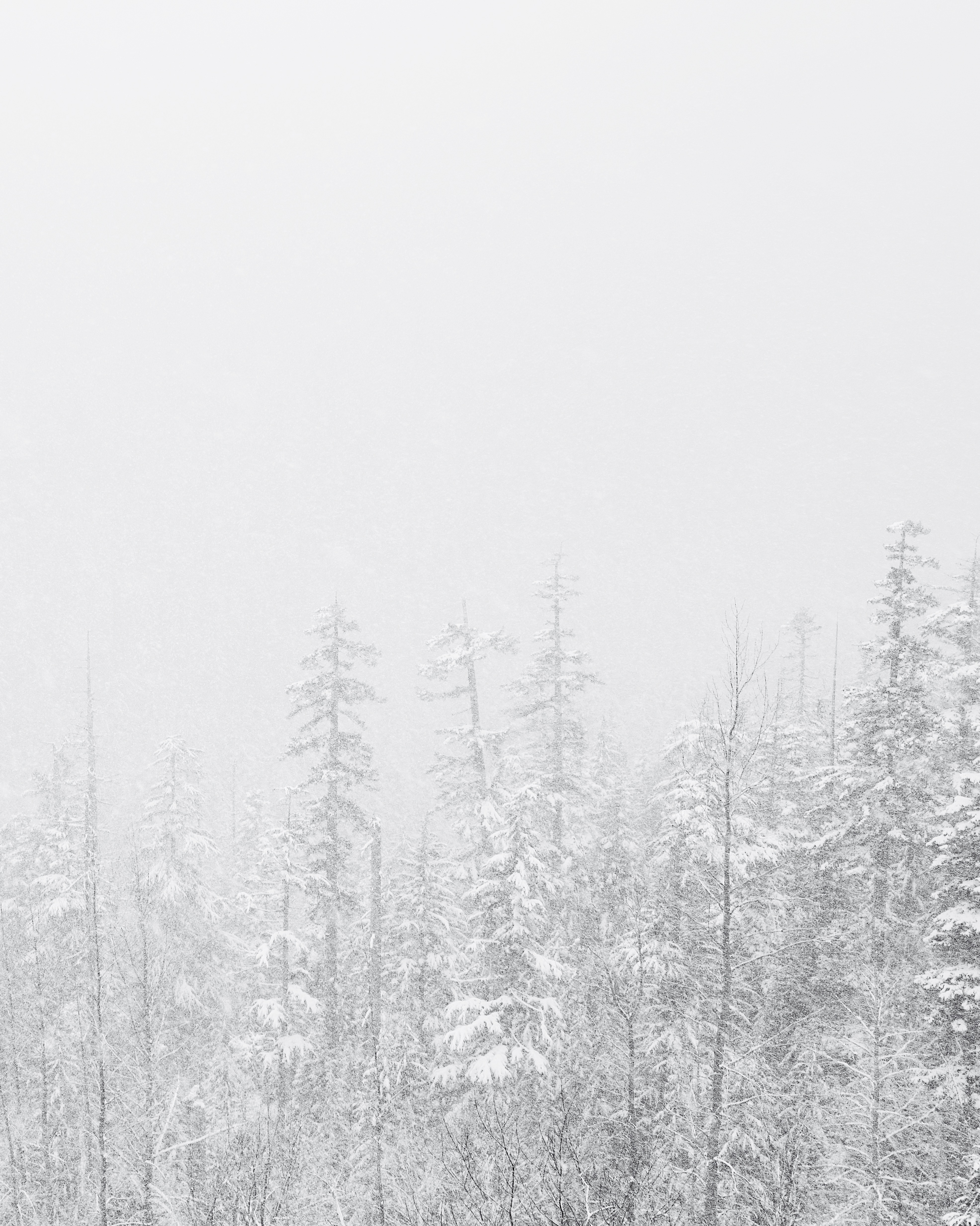 Simply Snow