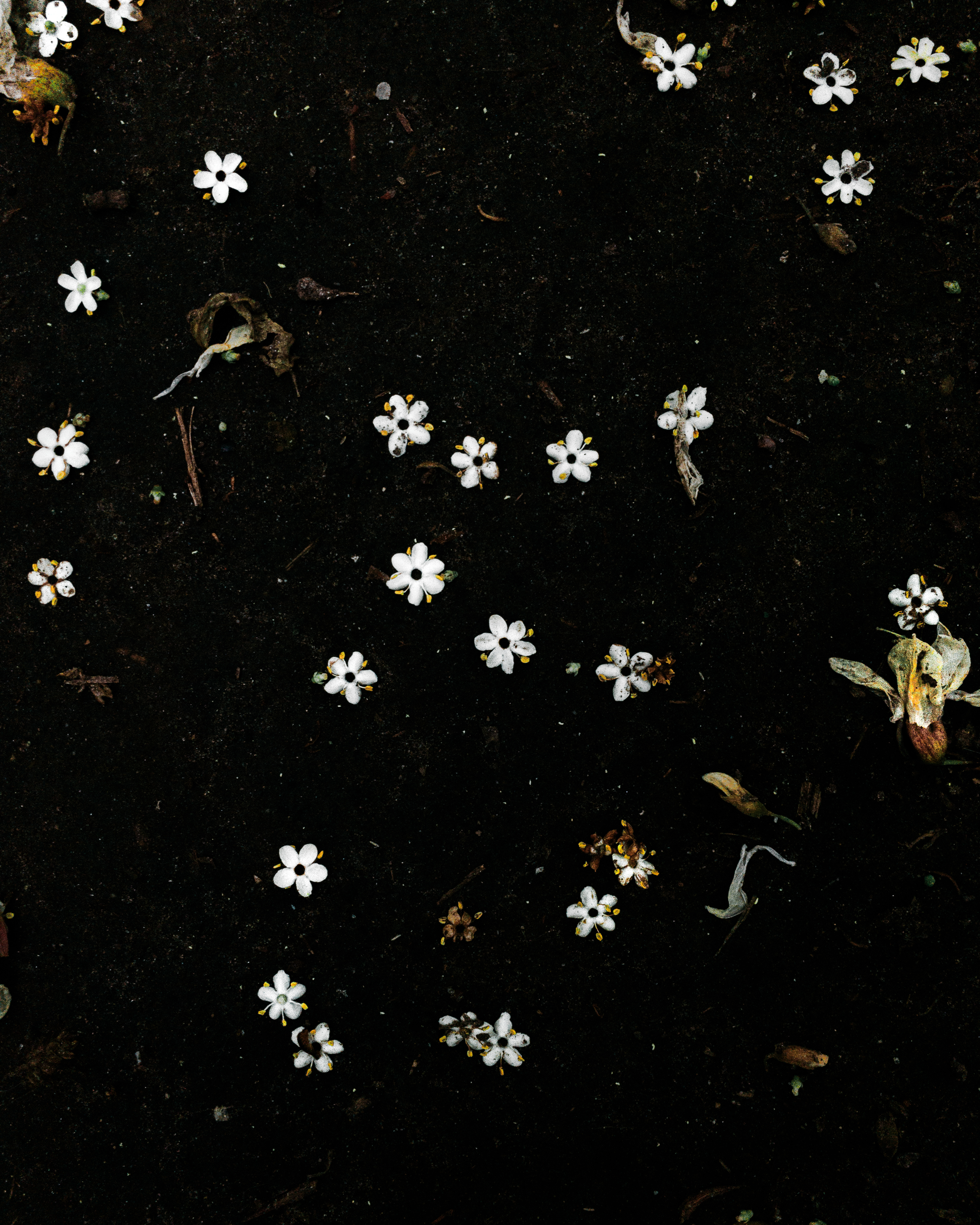 Decay