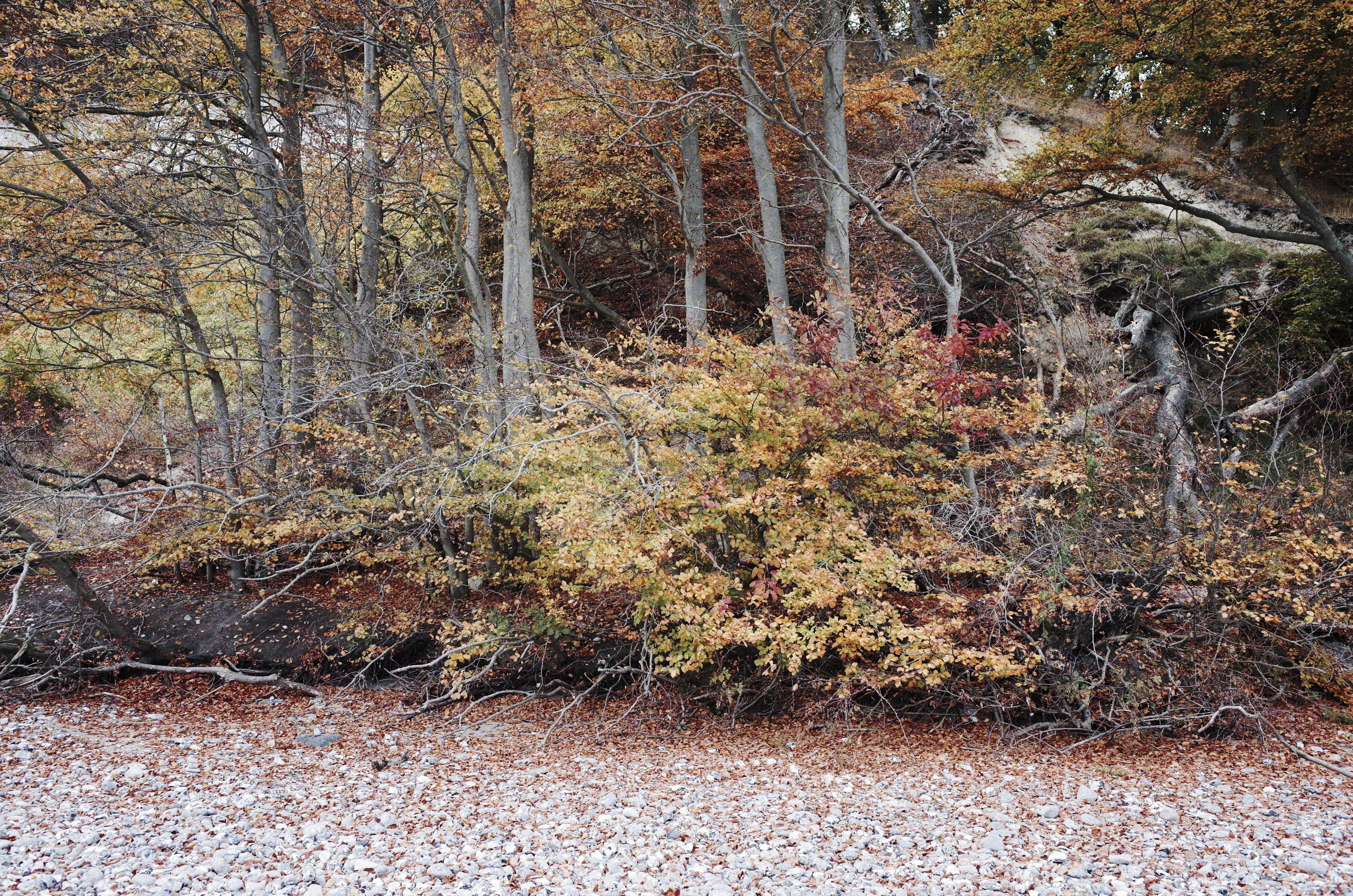 the colors of nature 