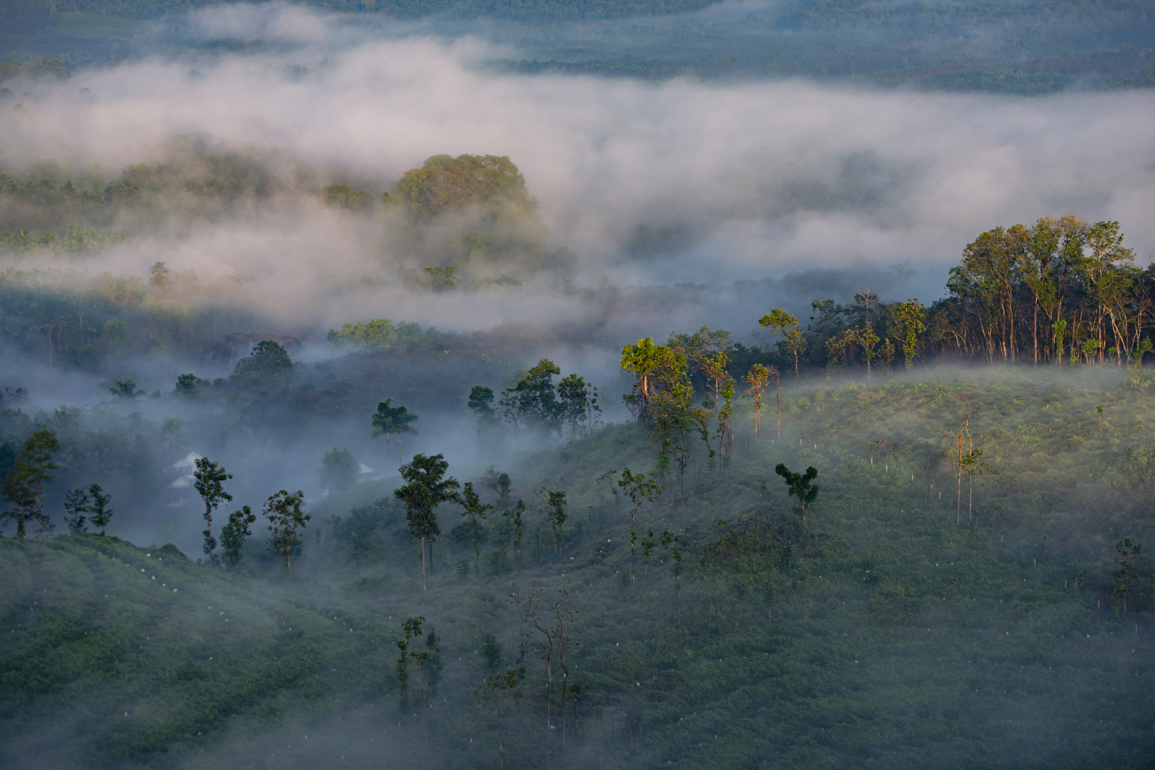 The Mist