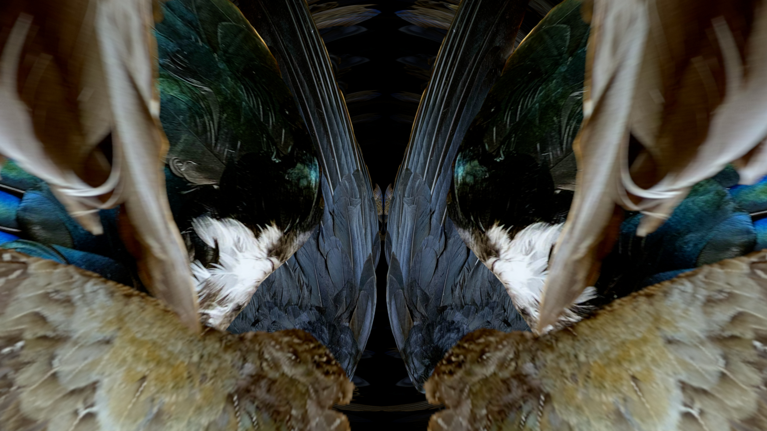 Fuga delle Sirene XIII