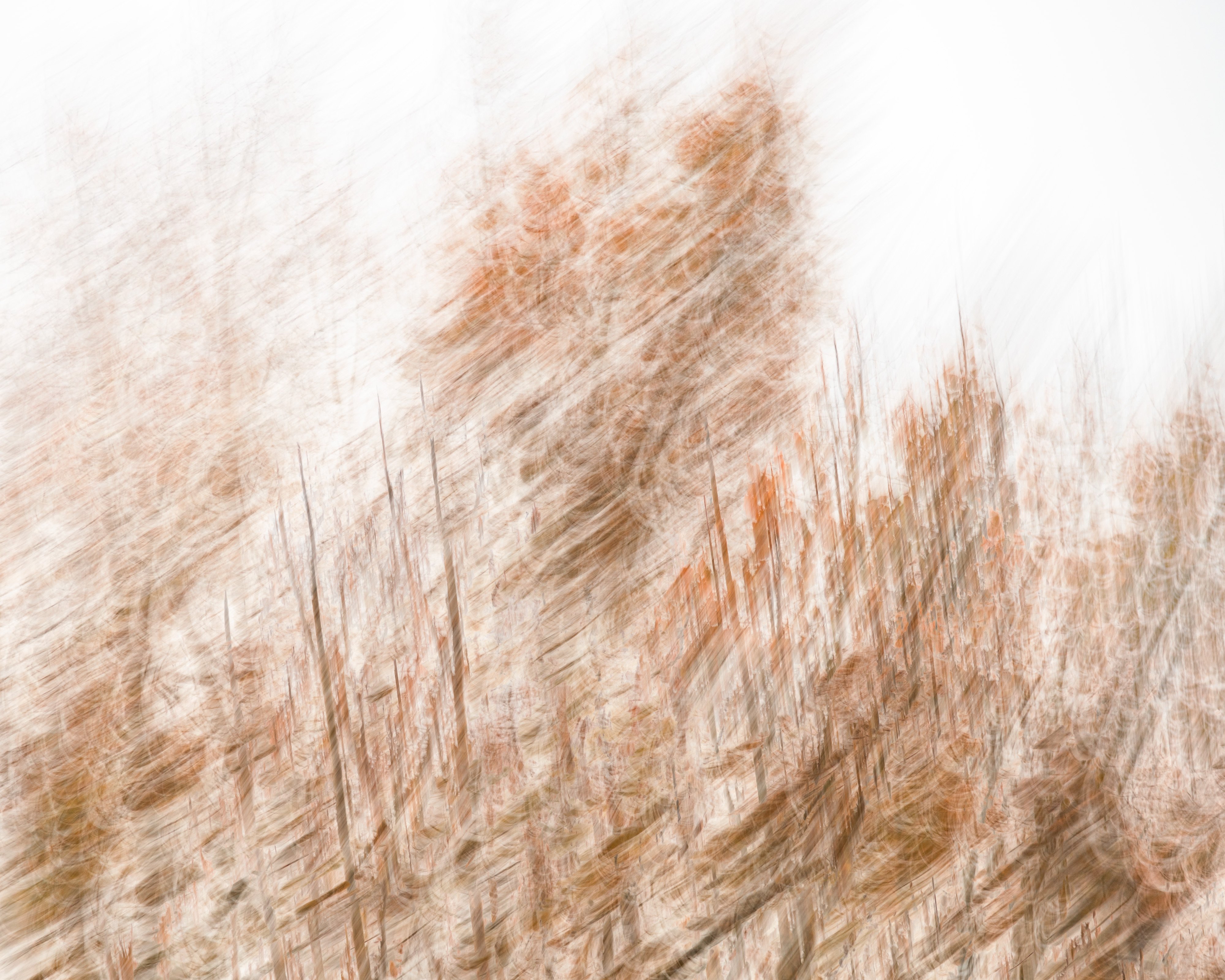 Autumn Aura
