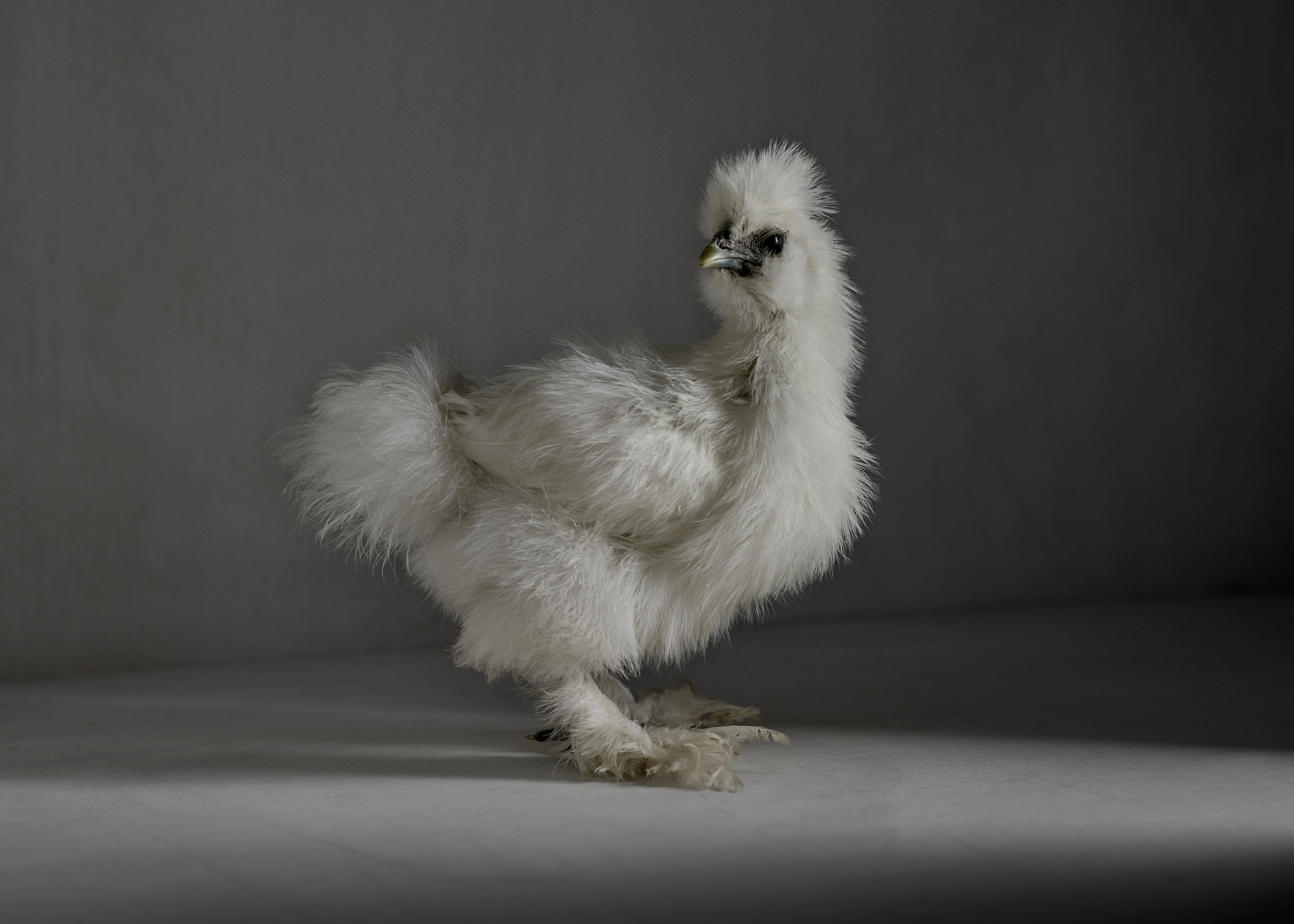 The Chick 8