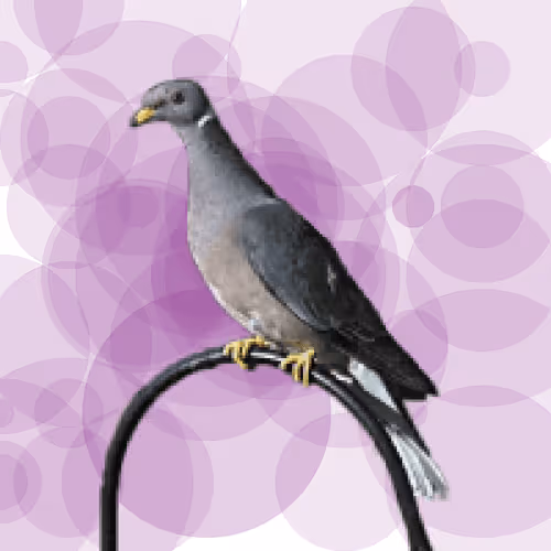 Seamorphus Pigeon #7