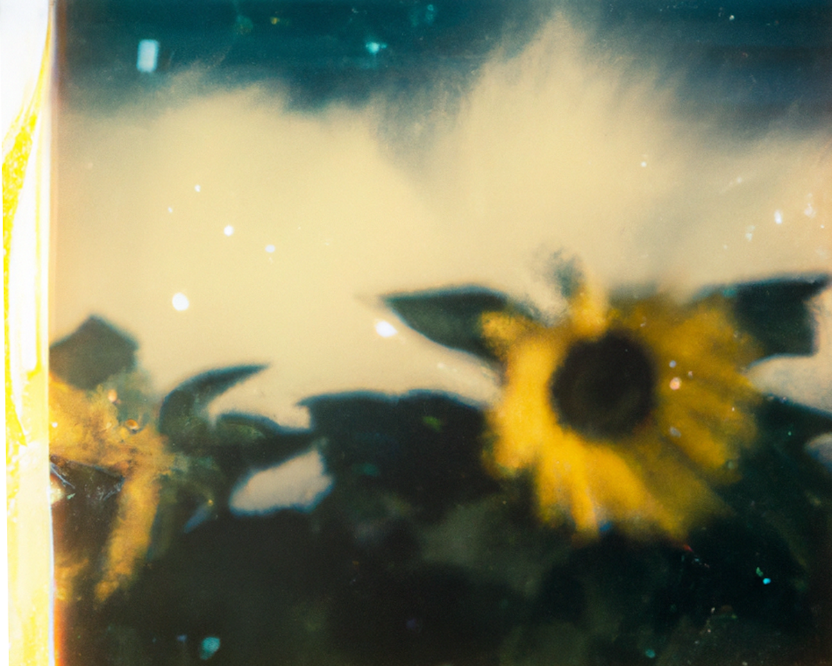 Tsunflower Chaos #42