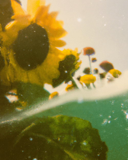 Tsunflower Chaos #202