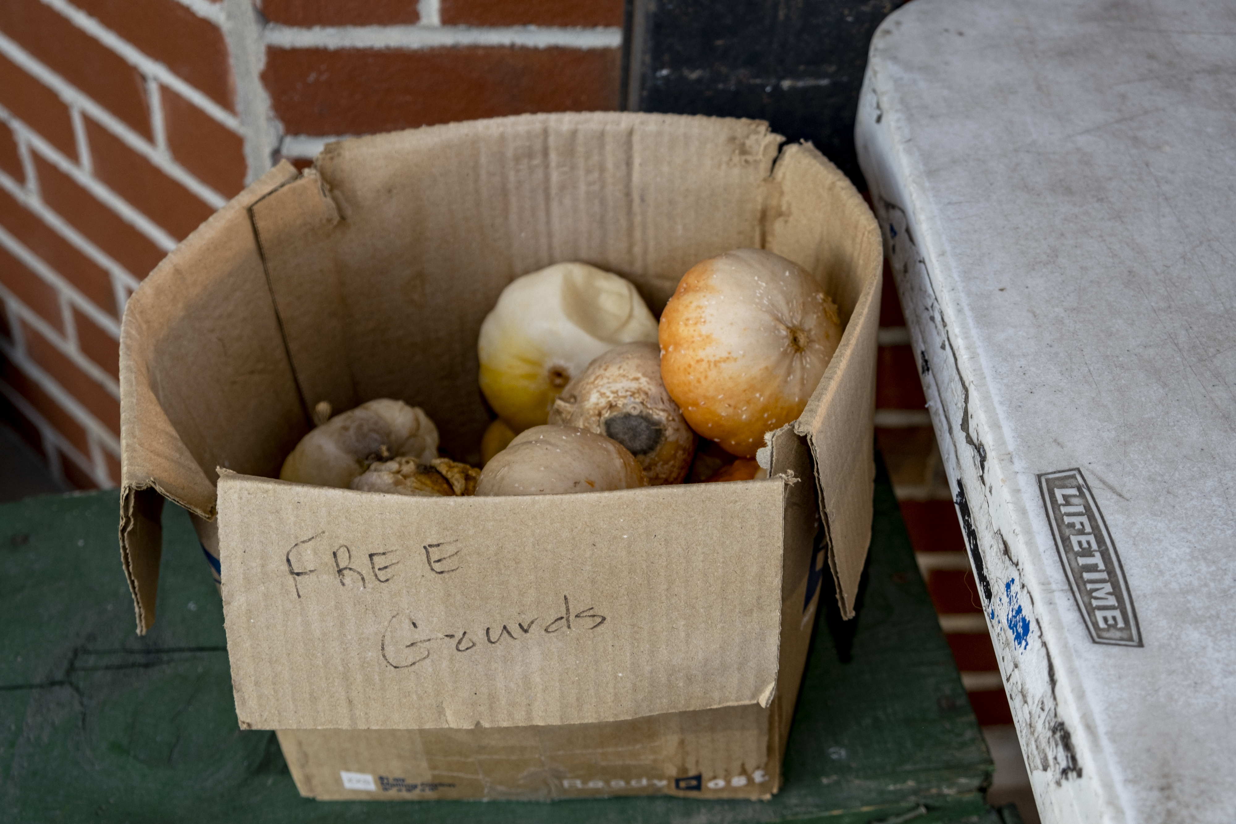 FREE Gourds #17/69
