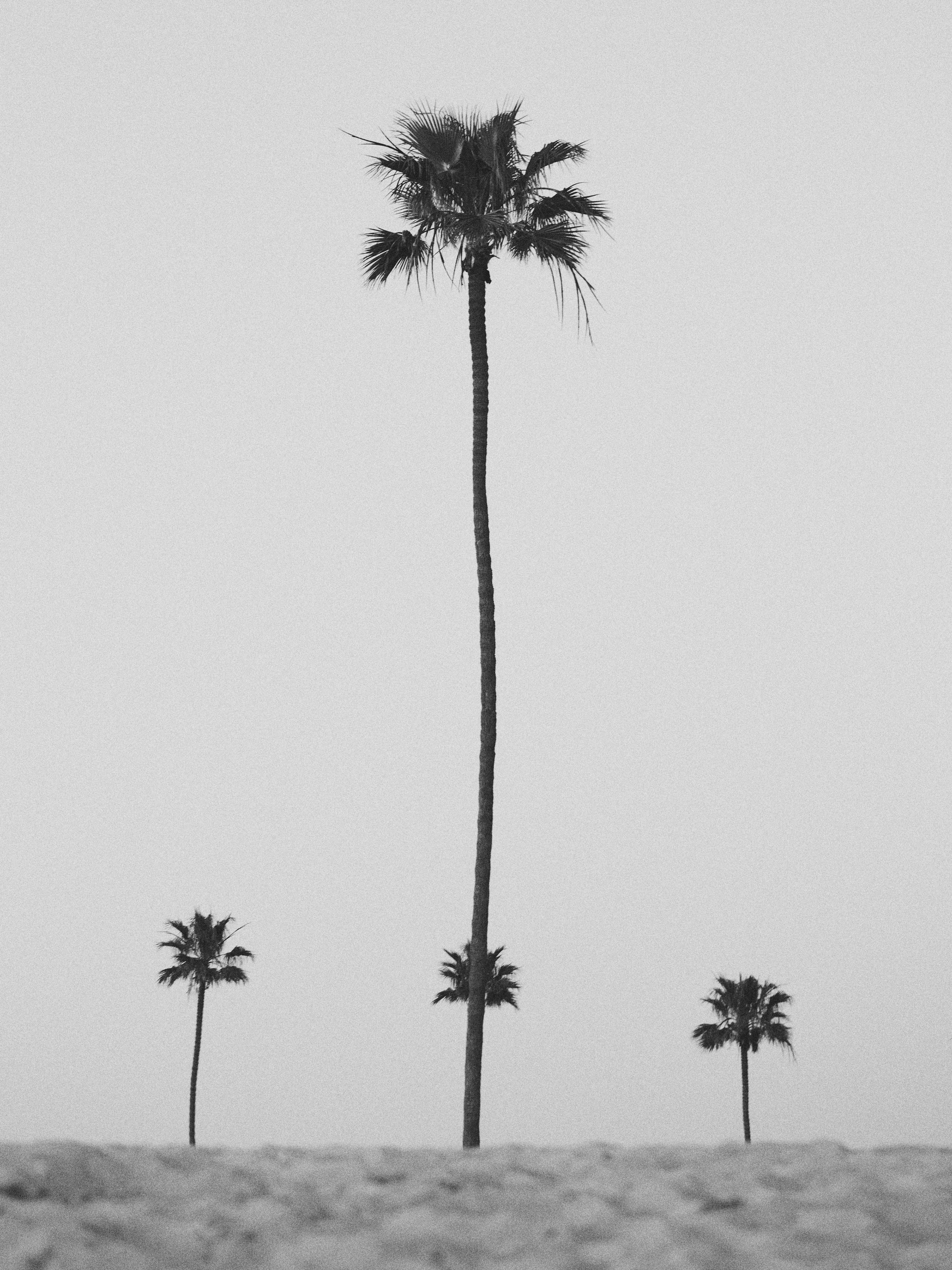 4 Palms 
