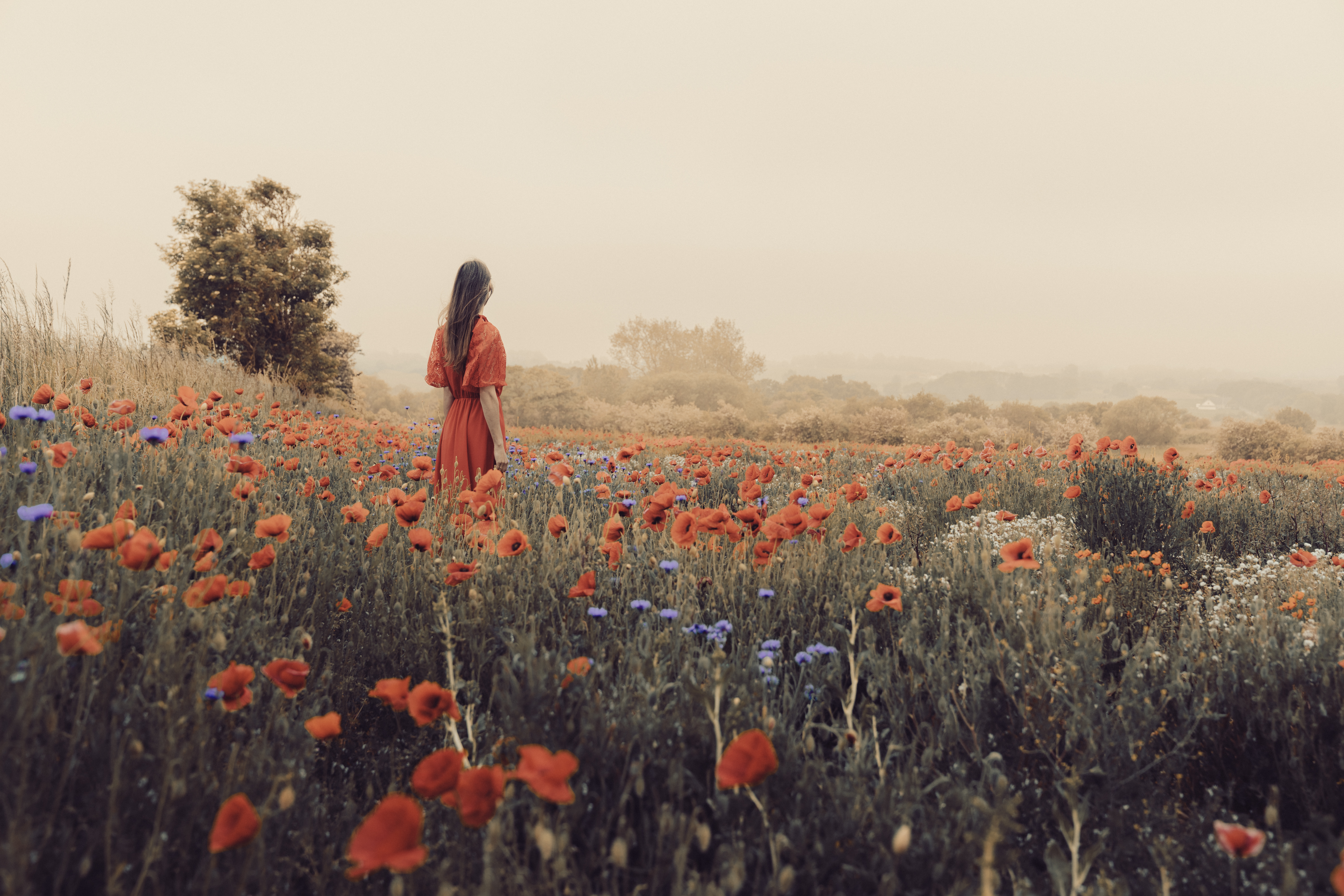 Poppy Fields