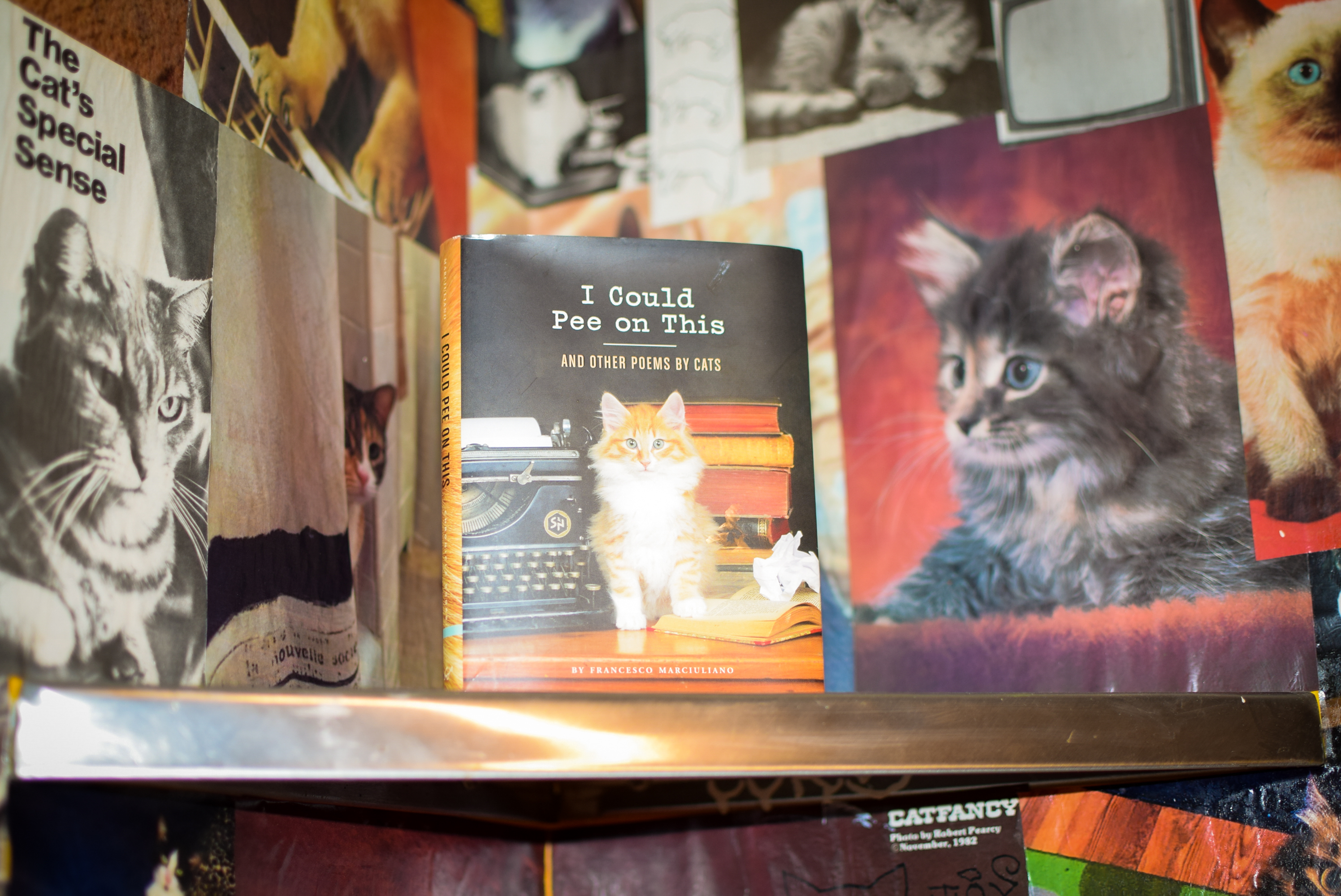 The Cat's Special Sense