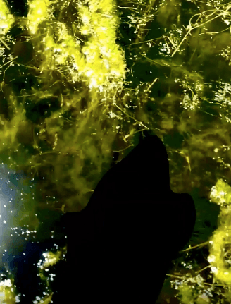 Swamp Dobro Speaks Only the Truth