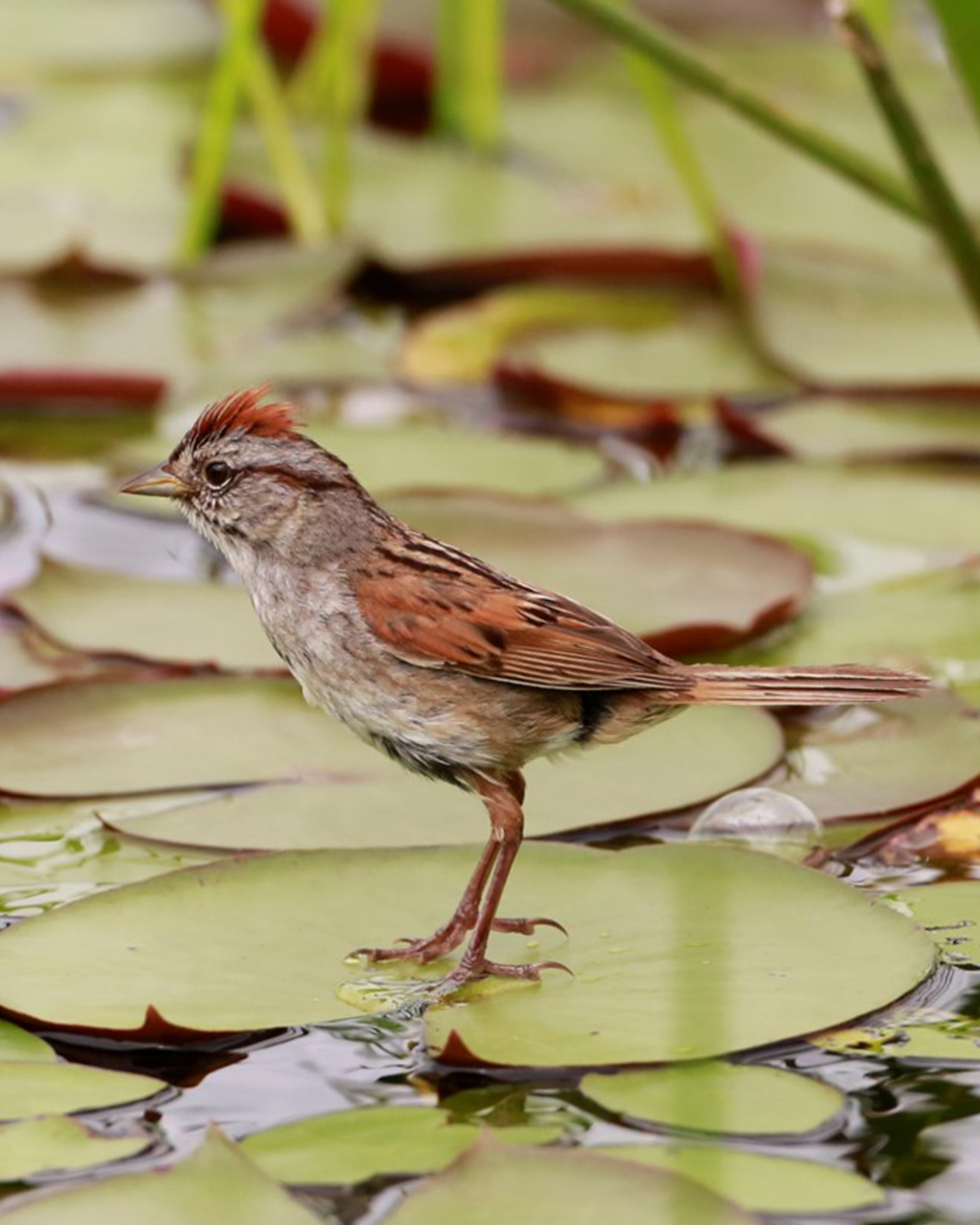 Swamp Sparrow