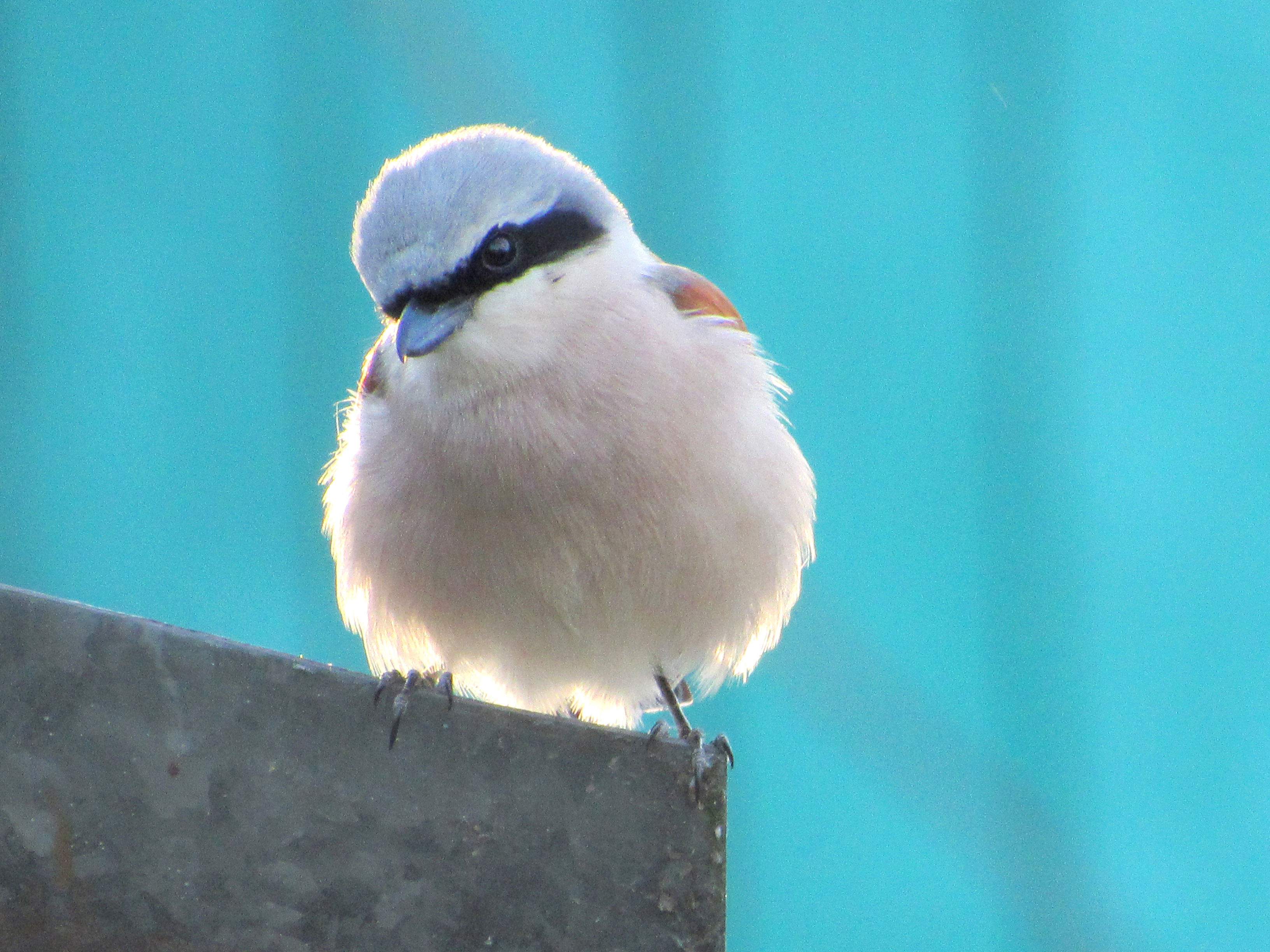 Bird
