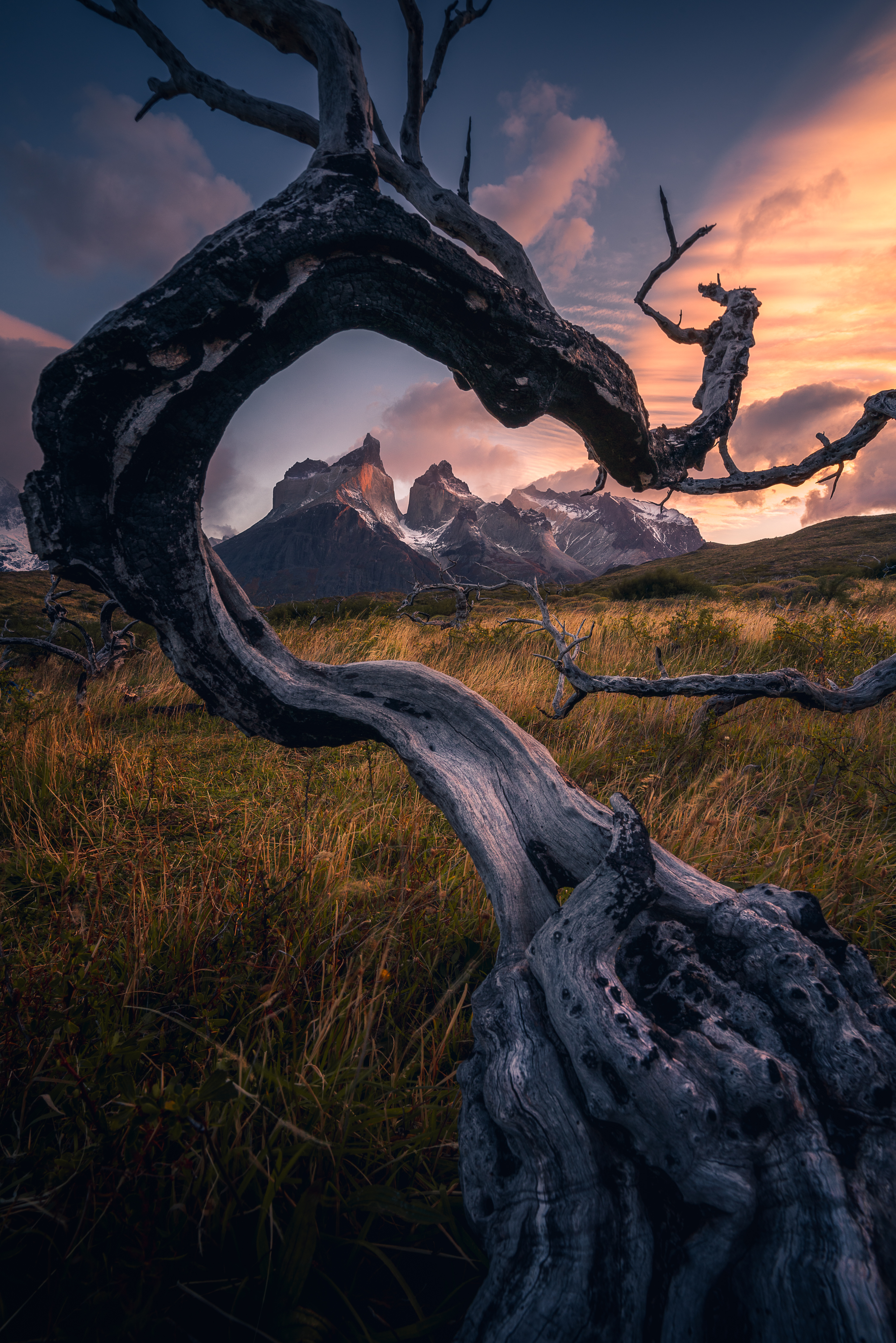 Wilderness to Blockchain #56 - Twisted