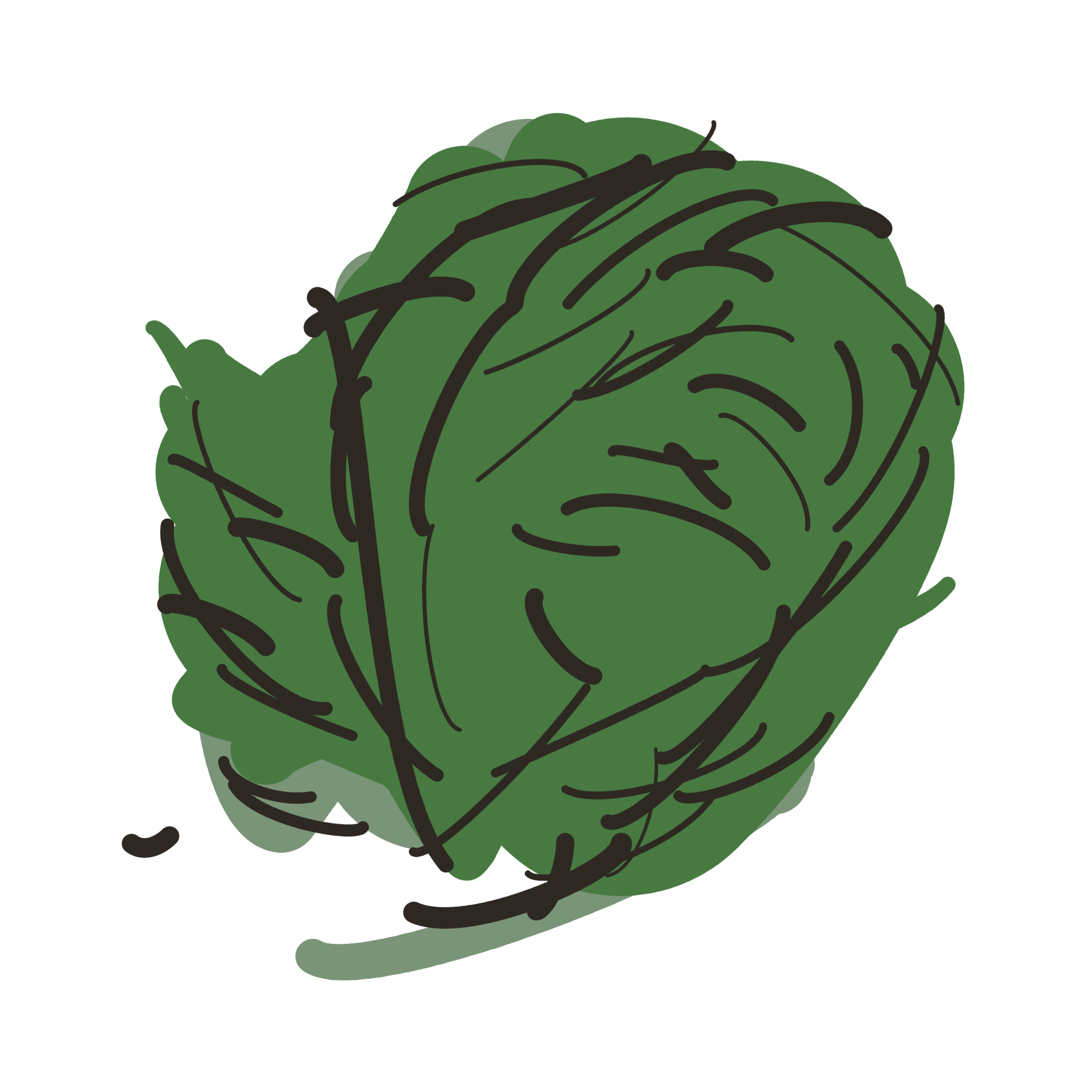 Cabbage