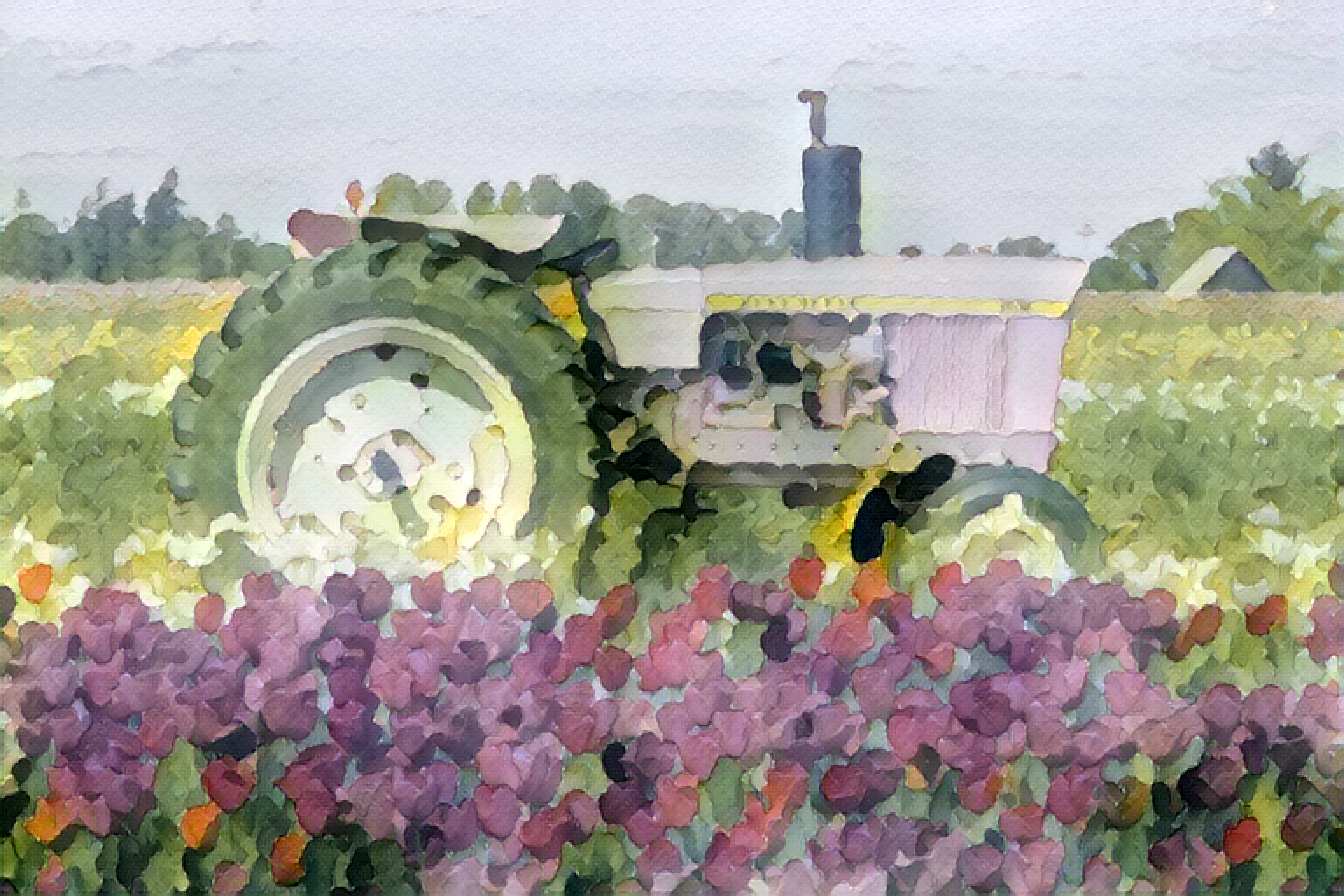 Tractor in the tulip field