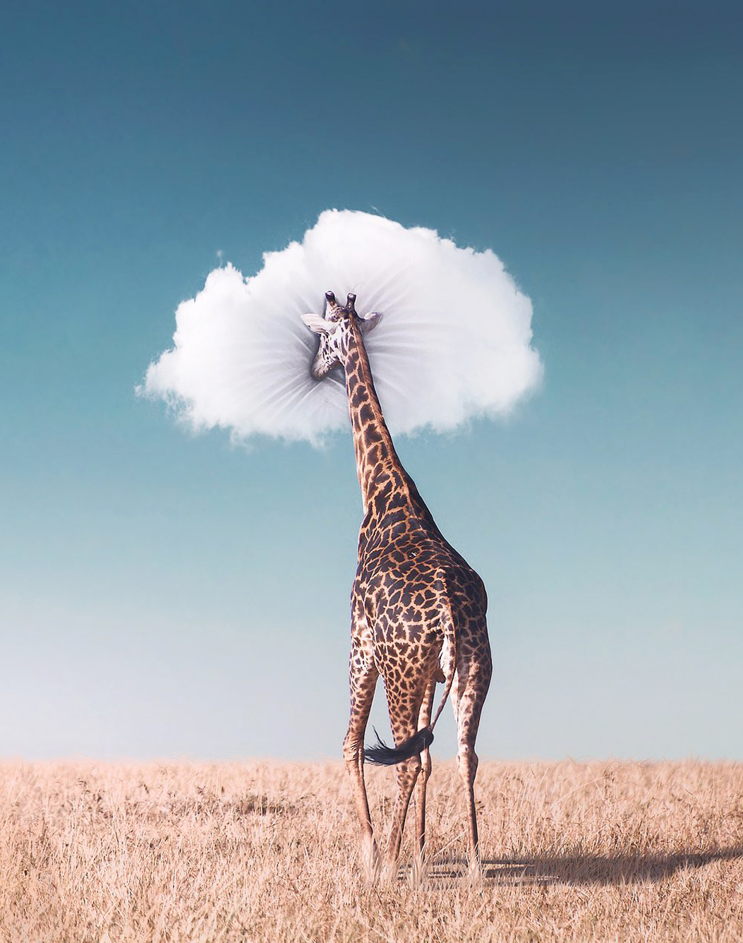 SLEEPY GIRAFFE: RONALD ONG