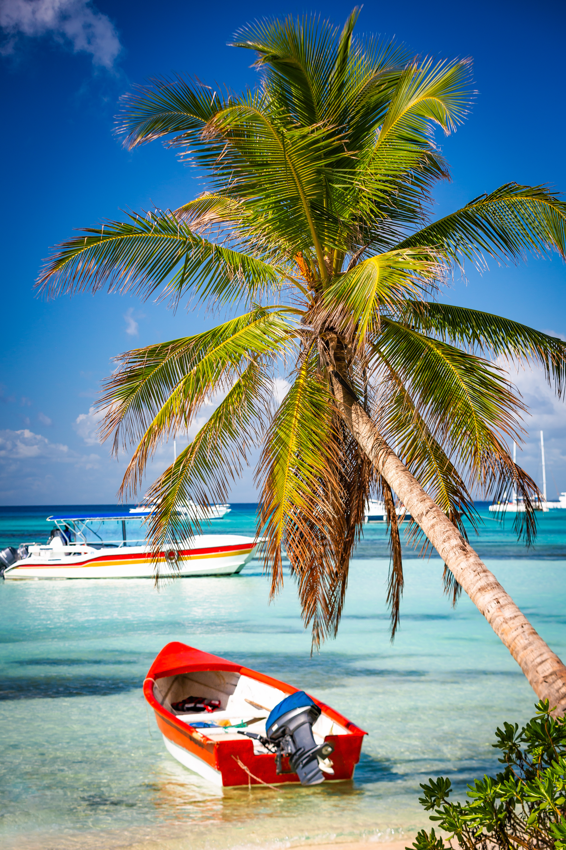 Saona