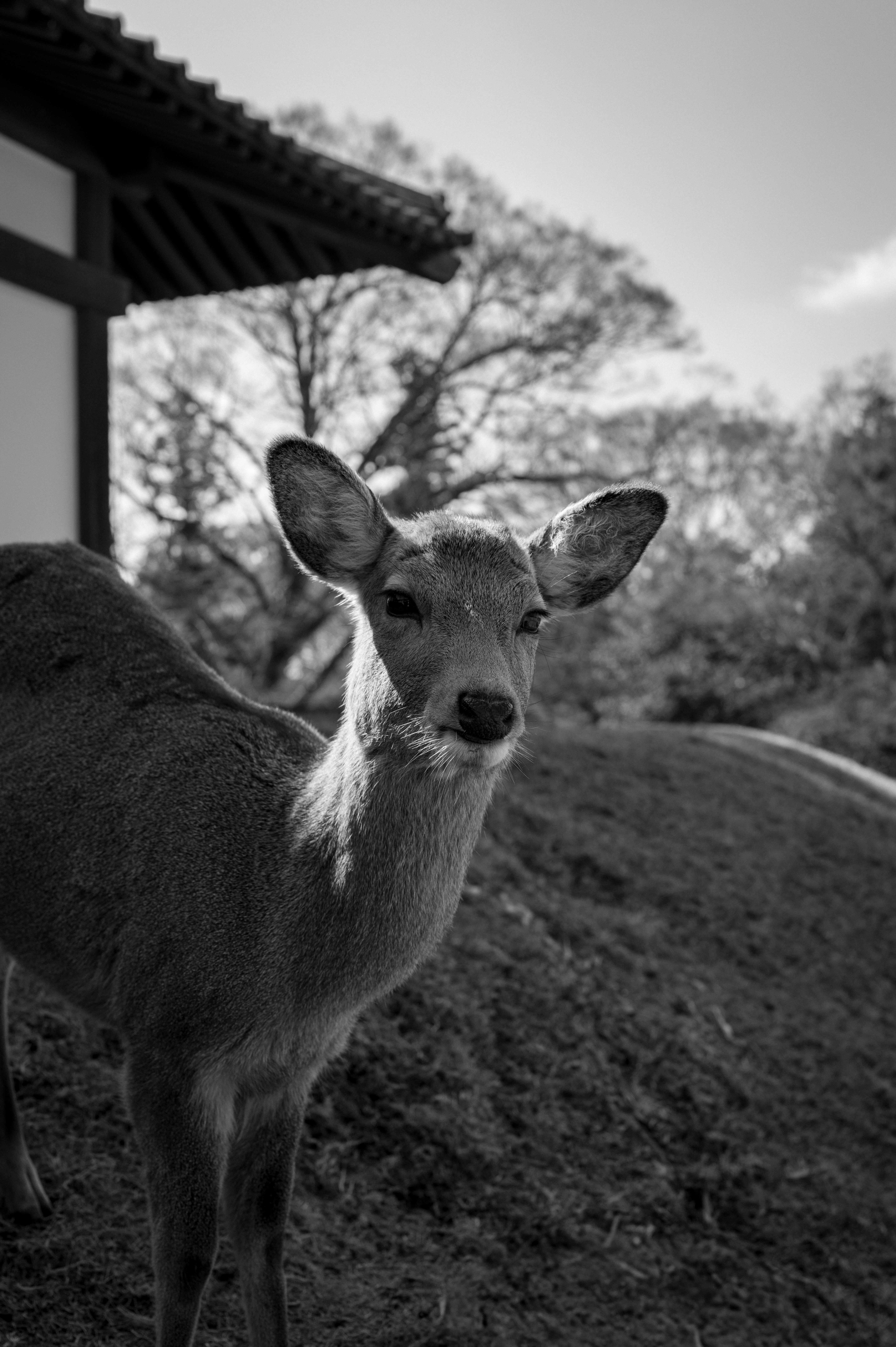 Do You Have Crackers?