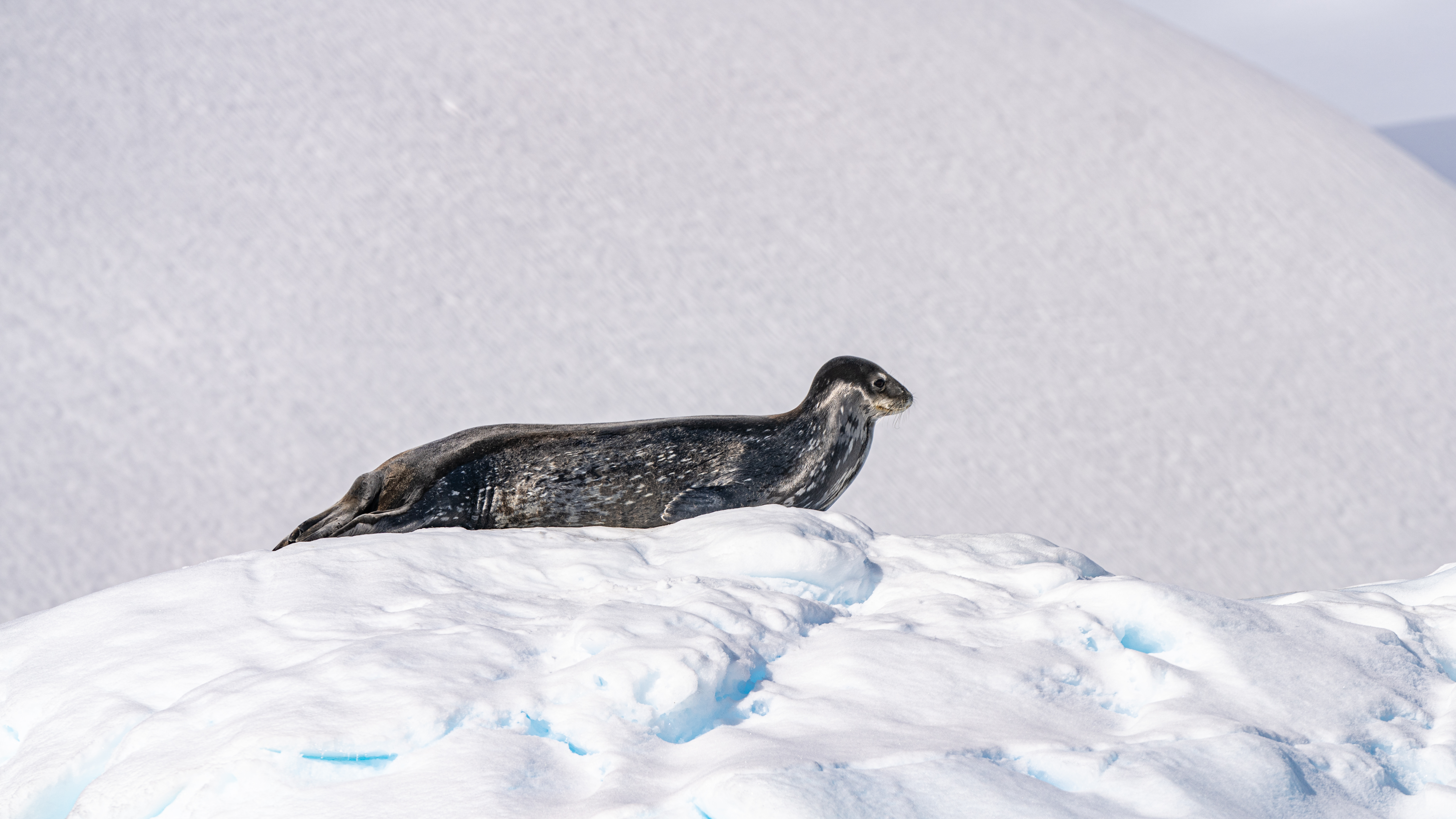 Seal Sees