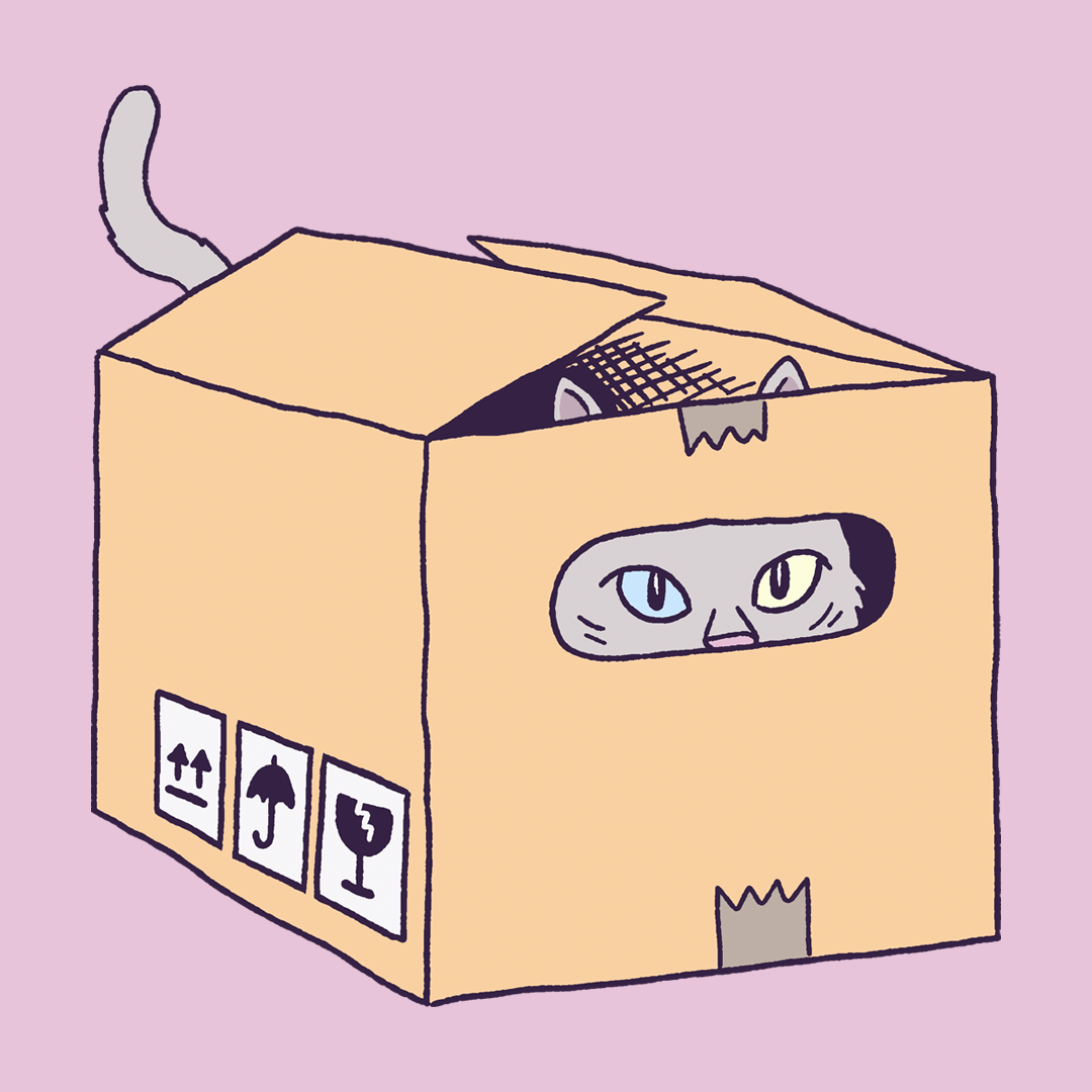 Box Cat #653