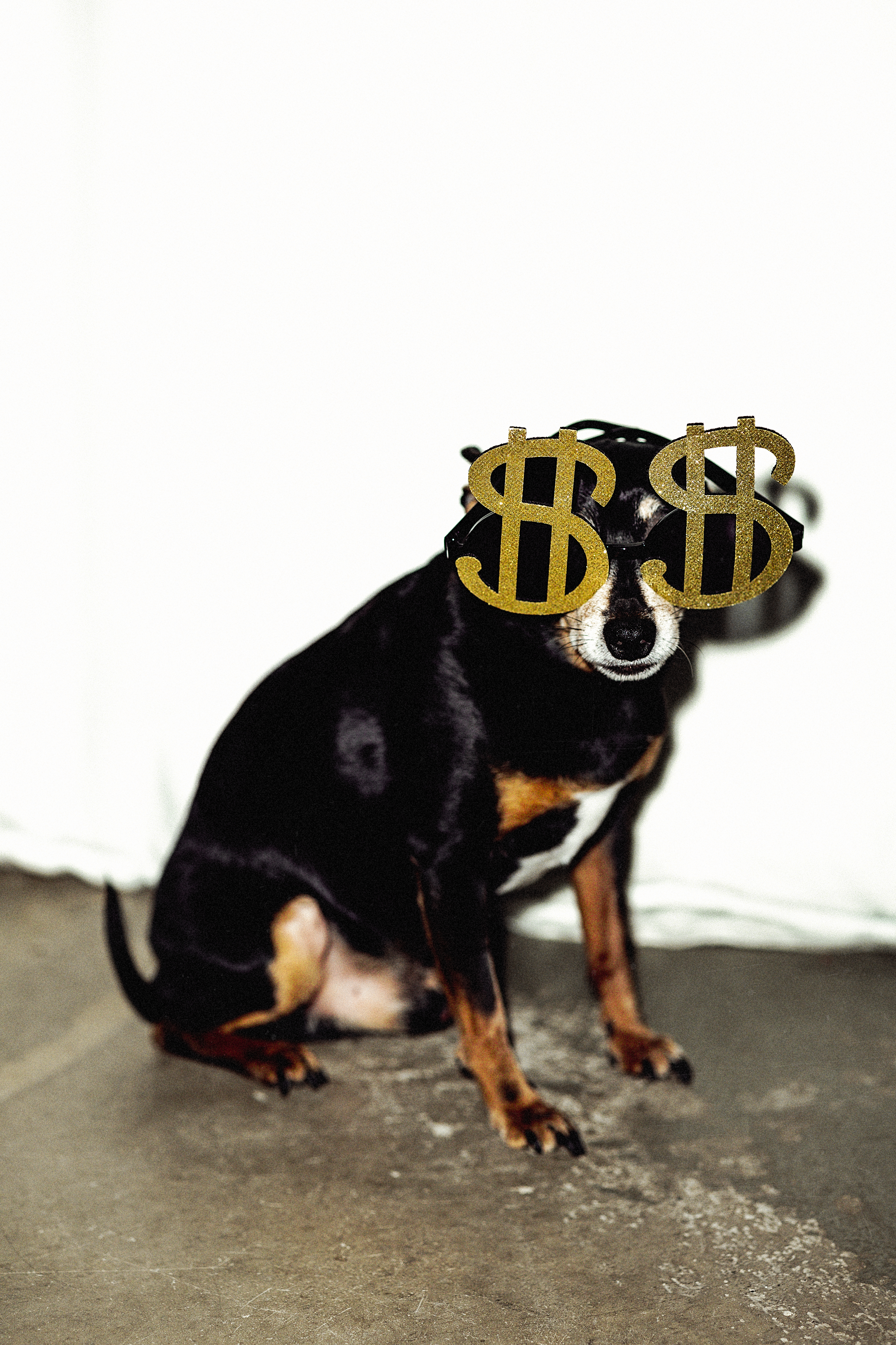 $•𝐻𝑂𝑇𝐷𝑂𝐺•$