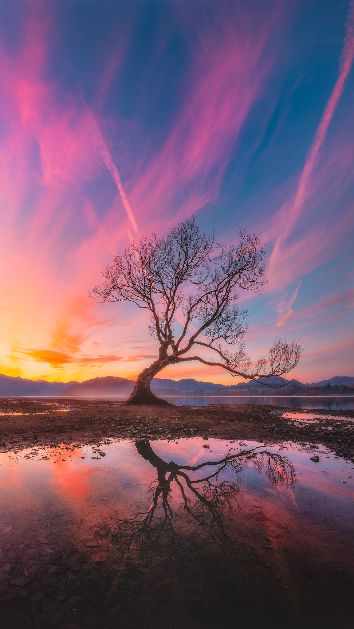 The Wanaka Tree