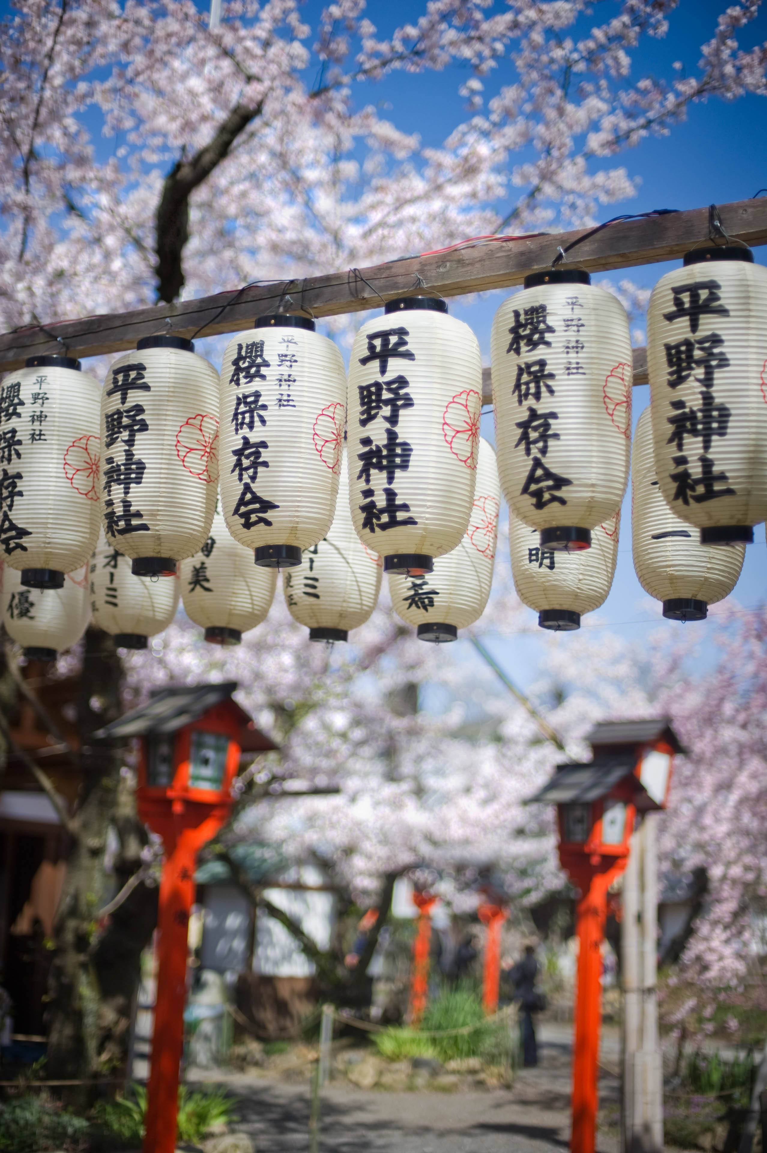 The Lamps and the Sakura #0973