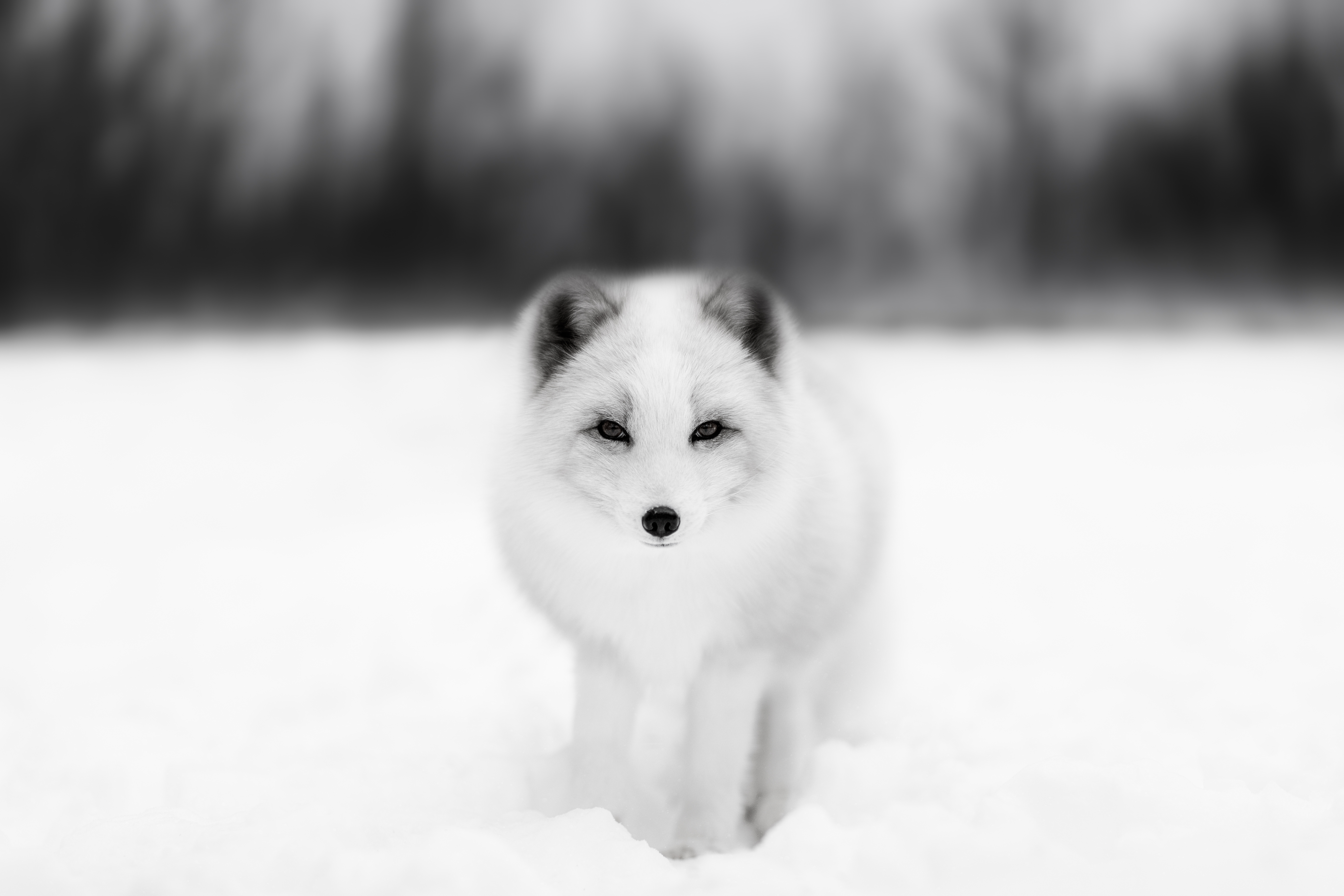 Arctic fox winter portrait monochrome