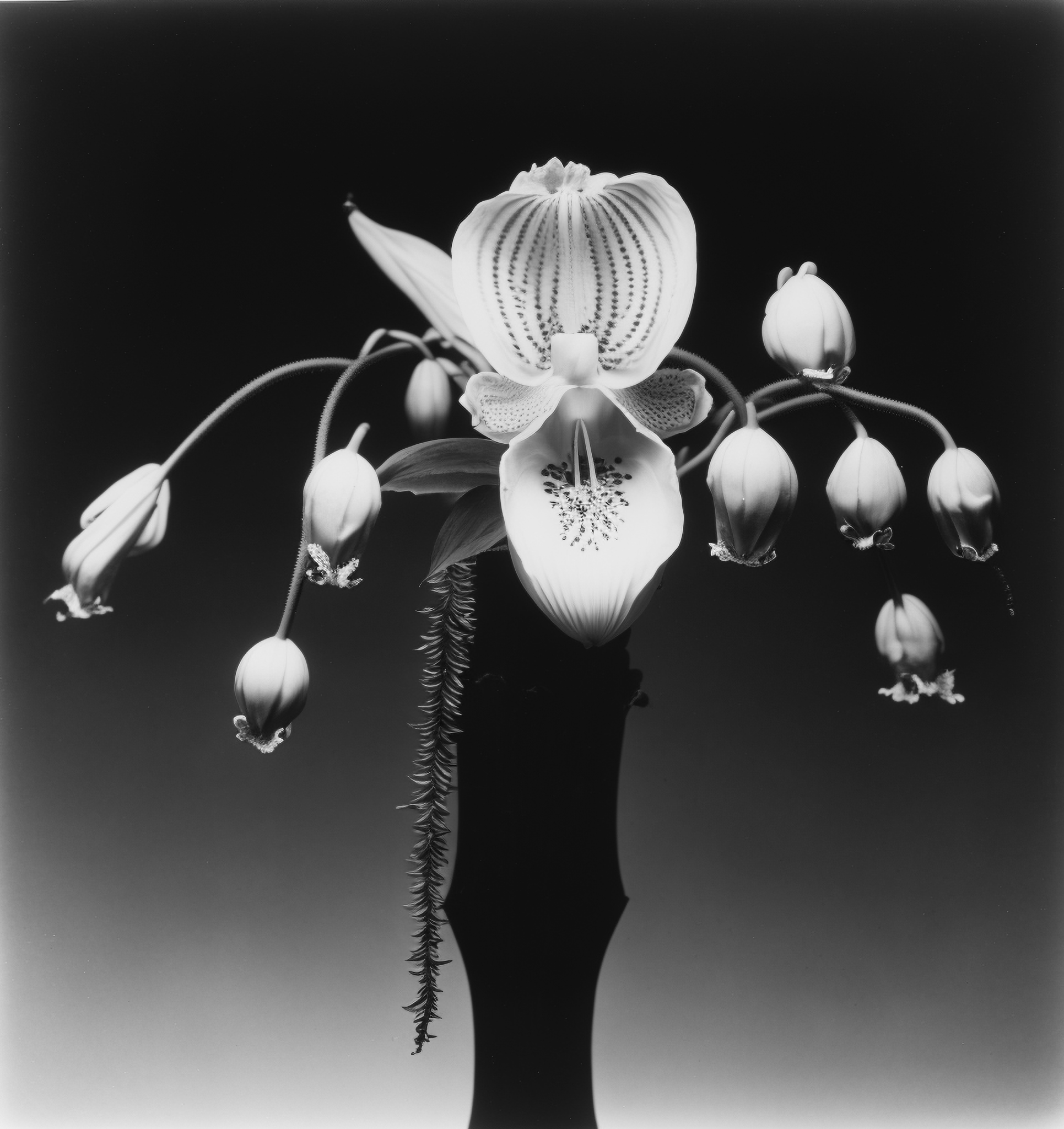 Orchid Hybrid, Silver Gelatin Print (developing-out-process), 1970