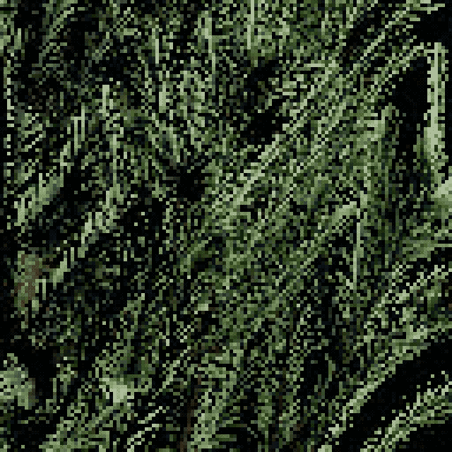 Pinus parviflora - Five-needle pine #2