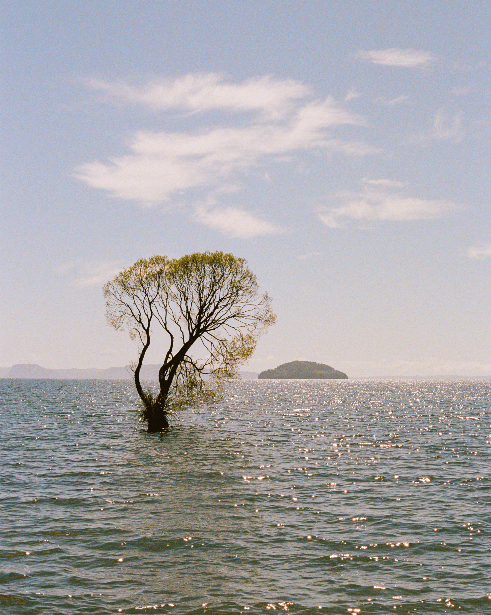 That Taupo Tree #1