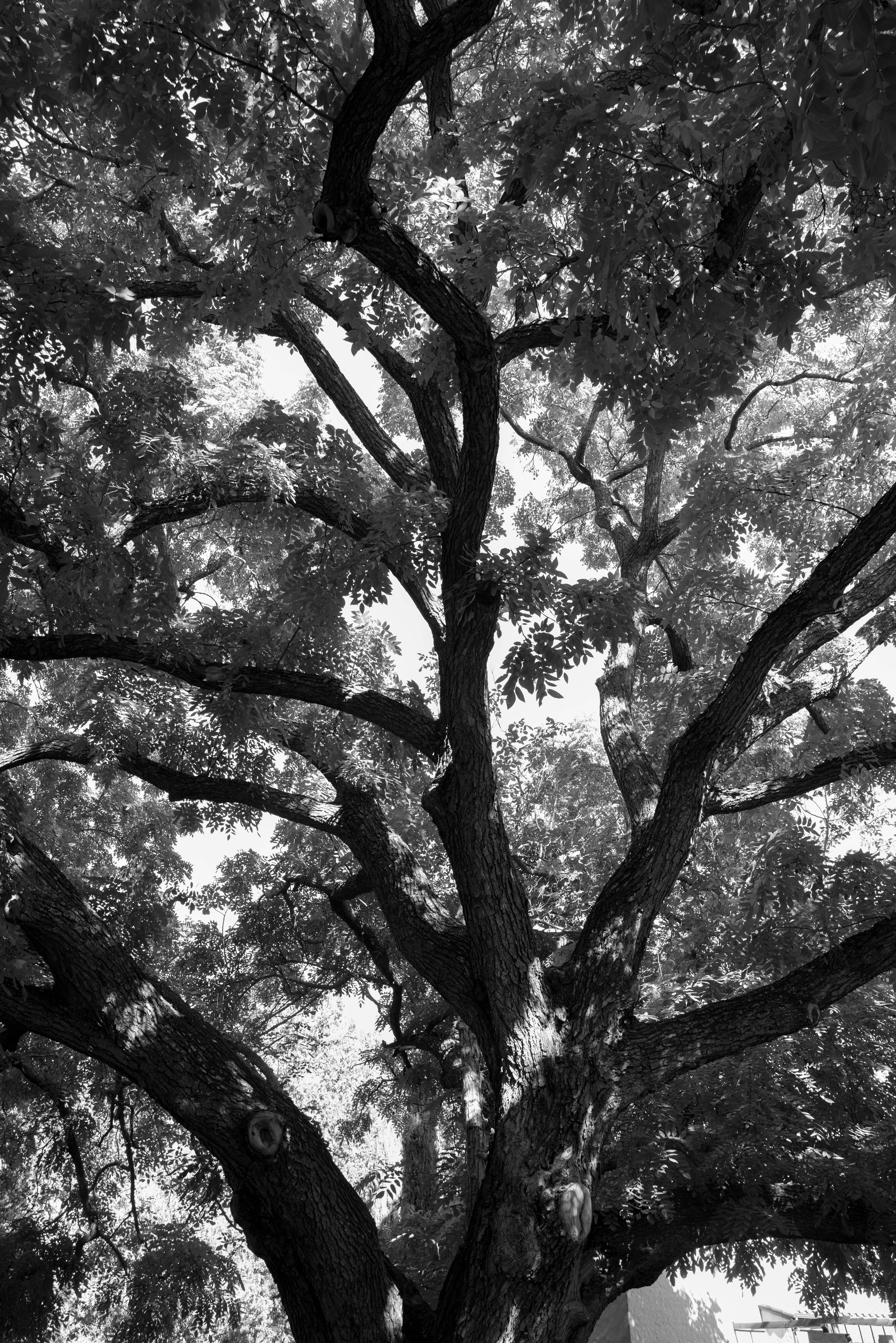 Walnut Shadows #9/20