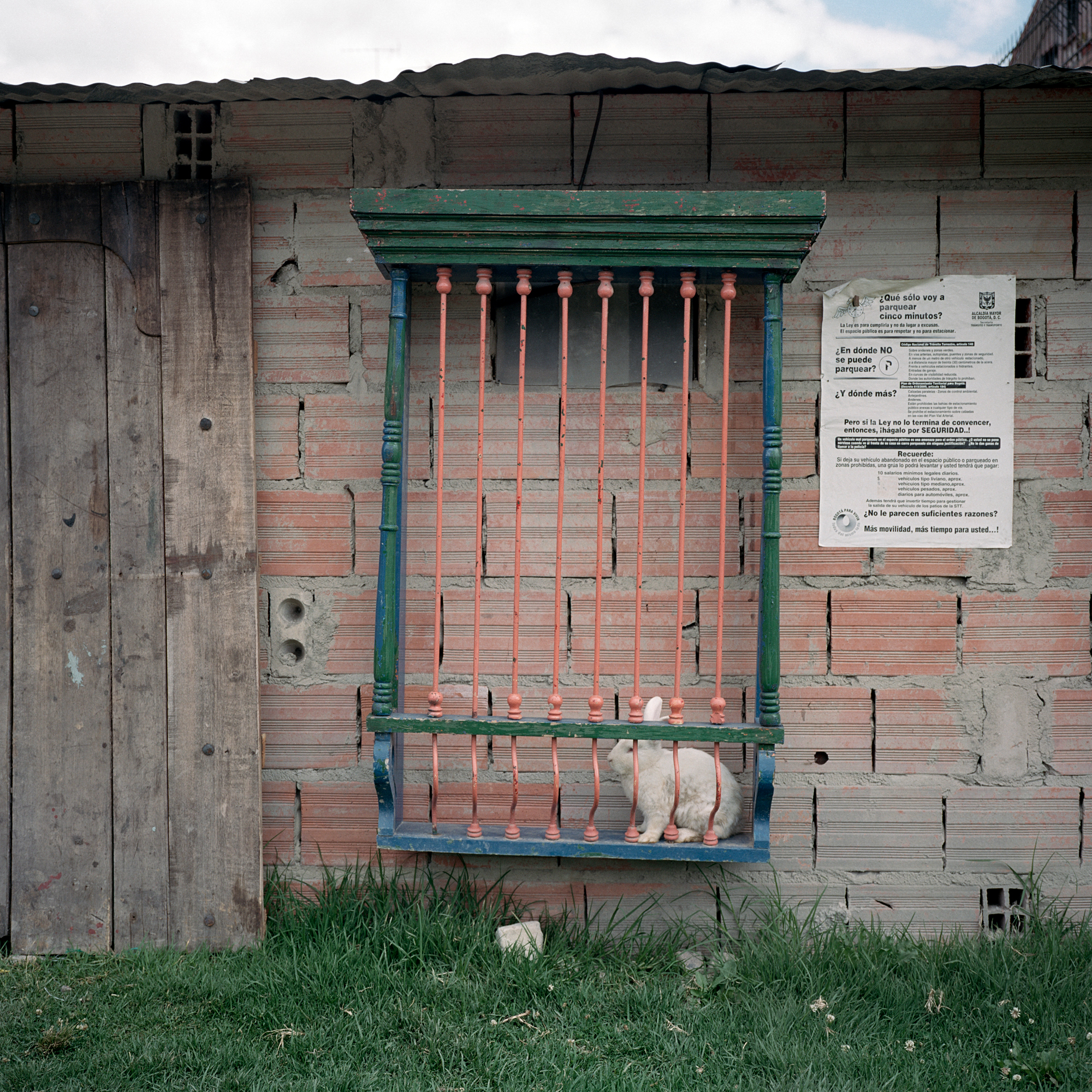 Dog Days, Bogotá #38