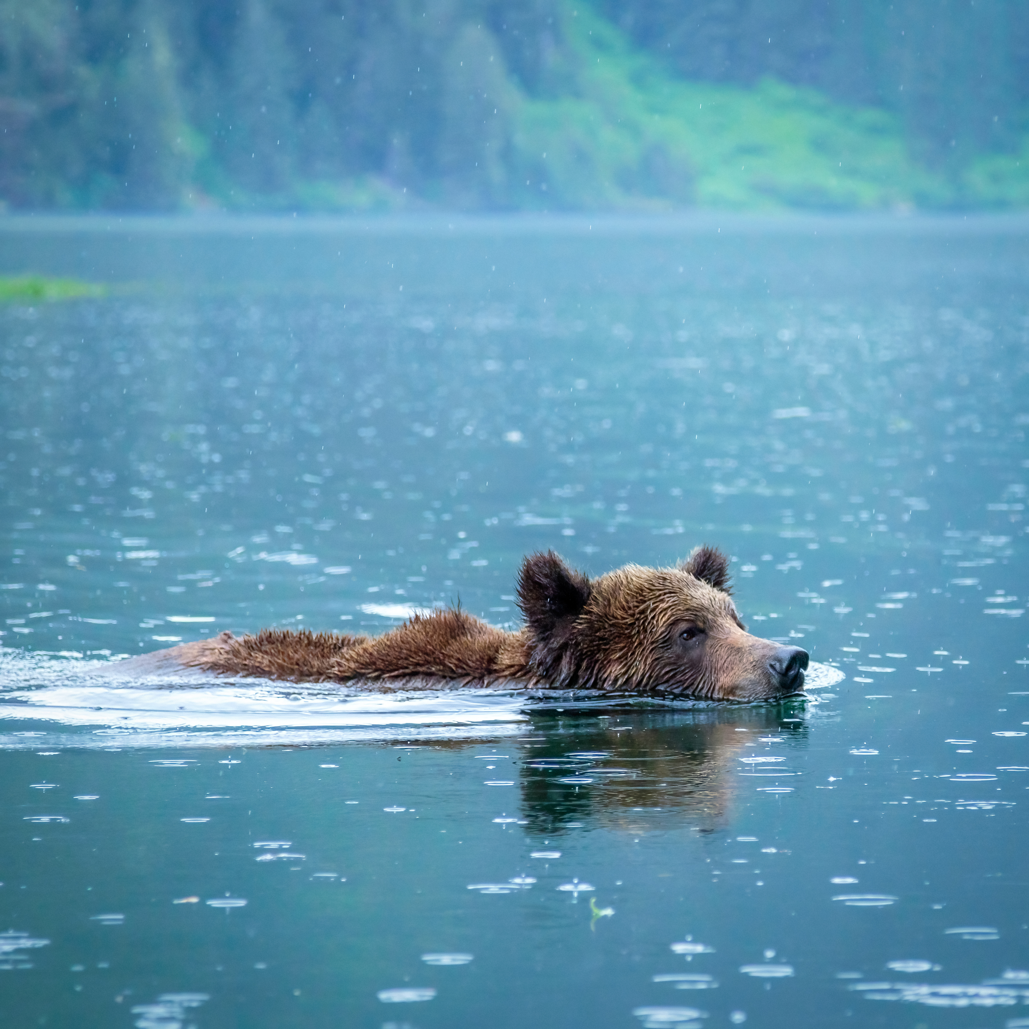 The Grizzly's Wild Swim