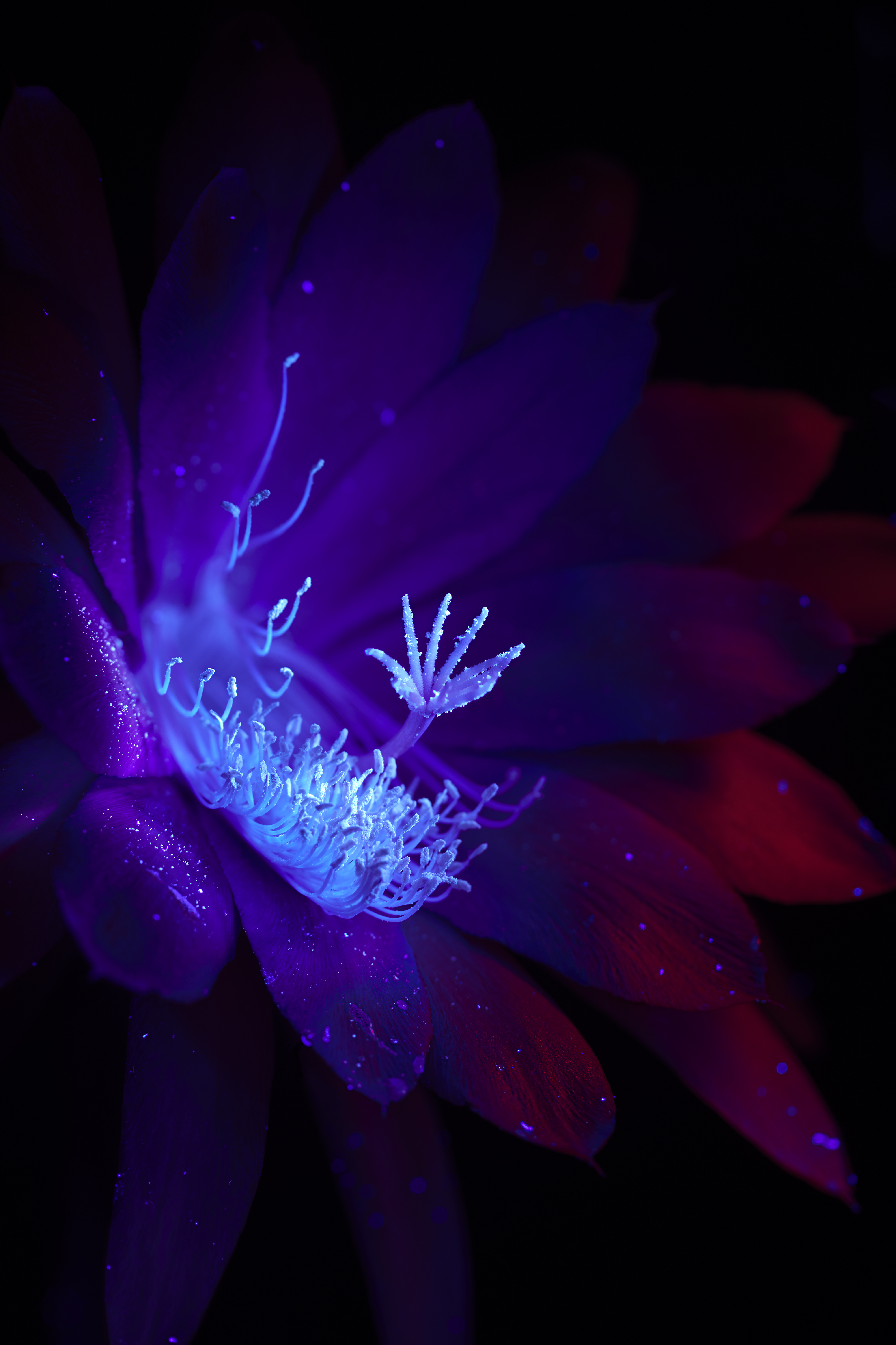 Resilience Hatiora gaertneri