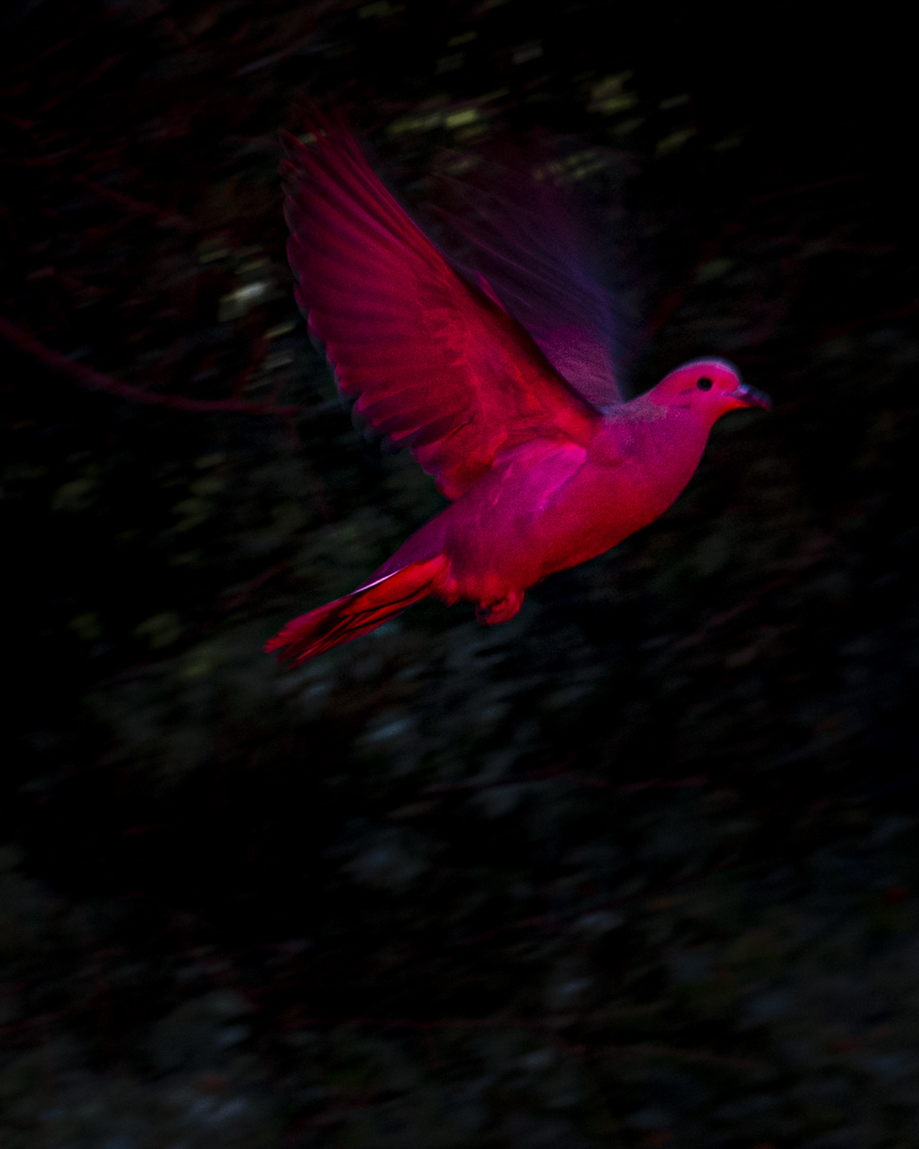 Everyone in Me Is a Bird 022 - The Dream 