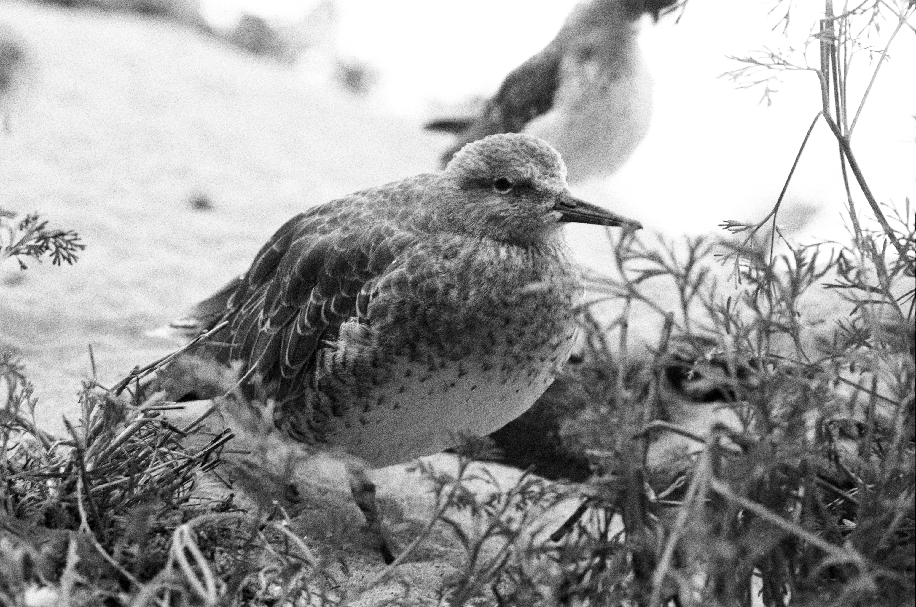 Bird