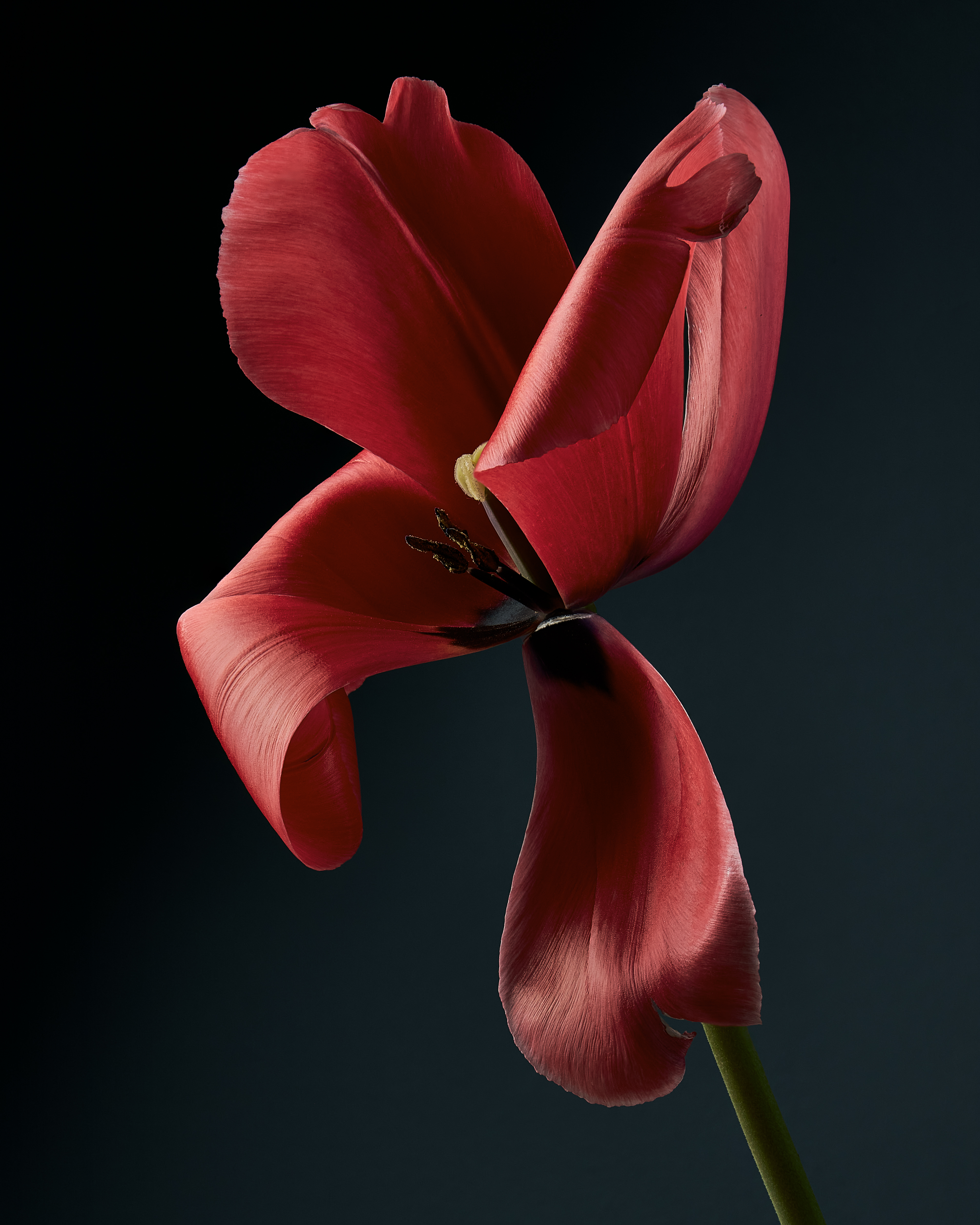 Liliales - Tulip, Hollandia #12/14