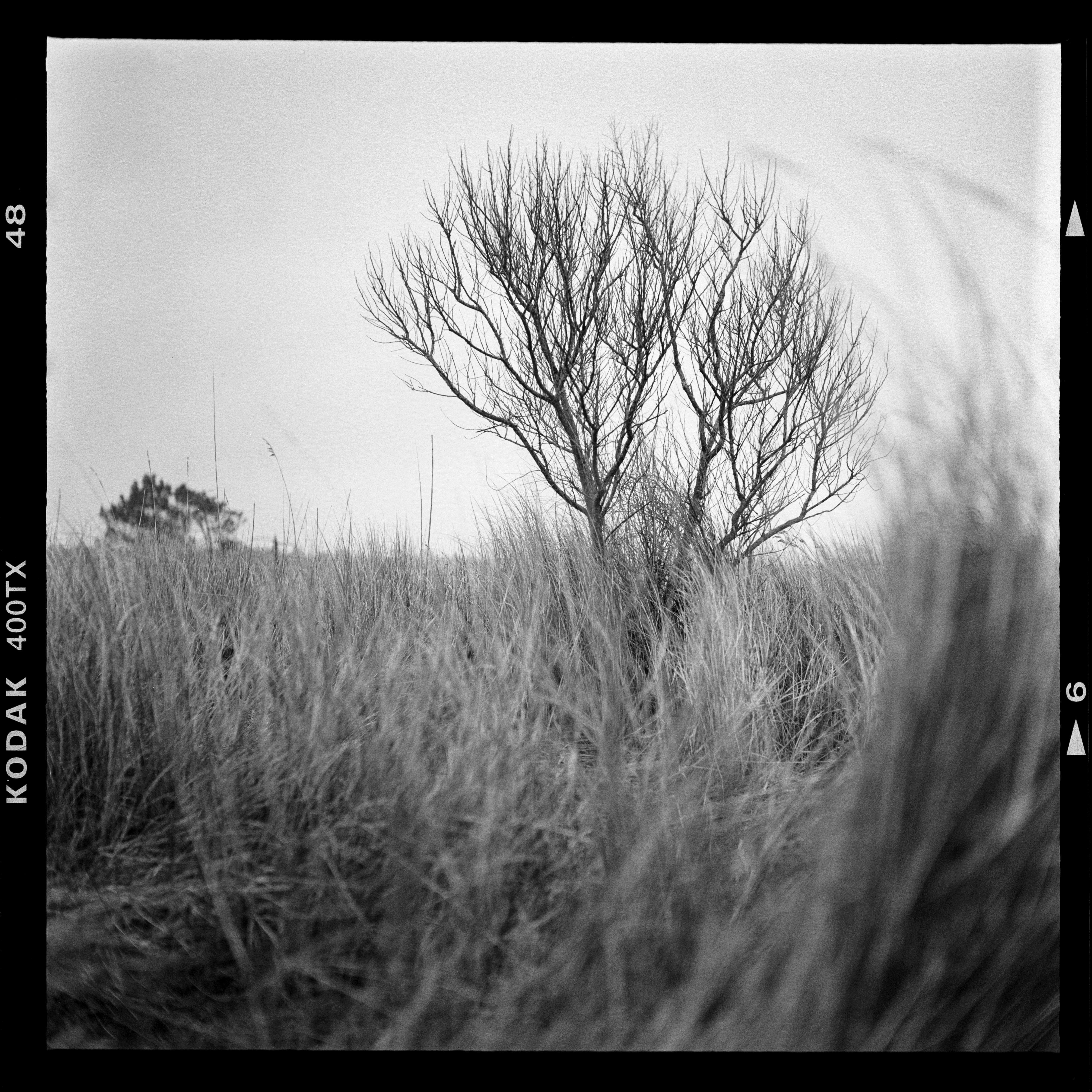 Woodheart #4