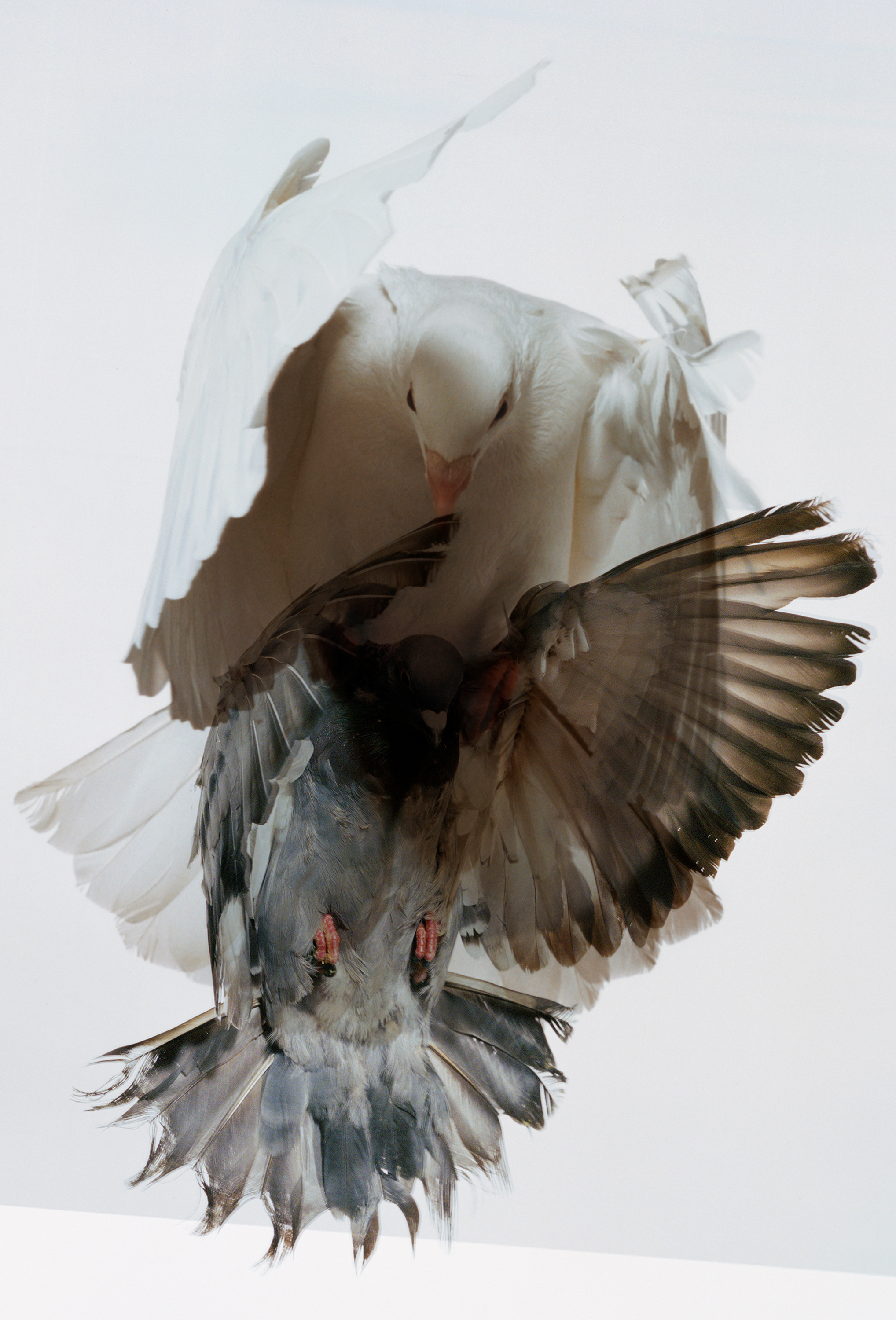 22 Pigeons #4